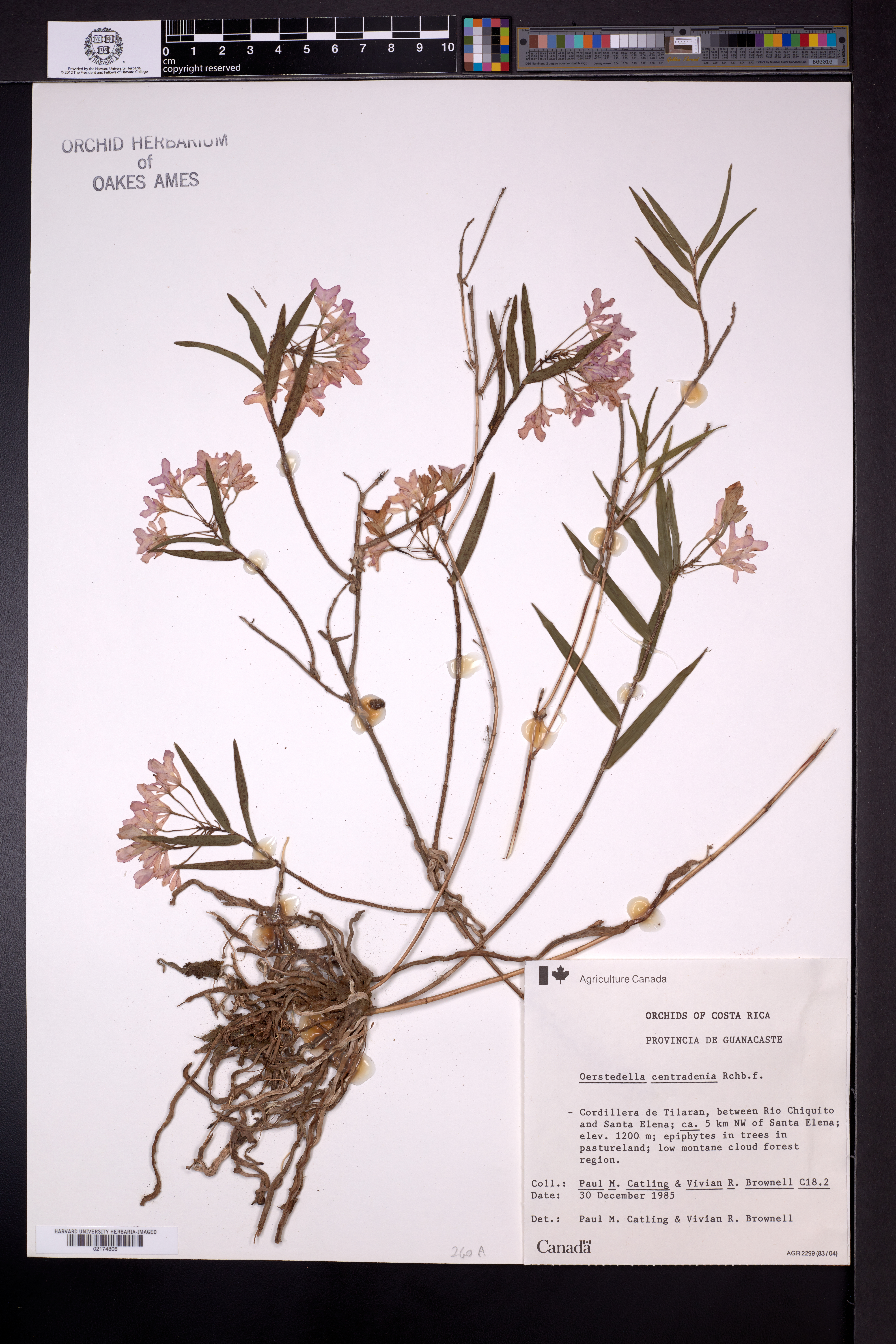 Epidendrum centralense