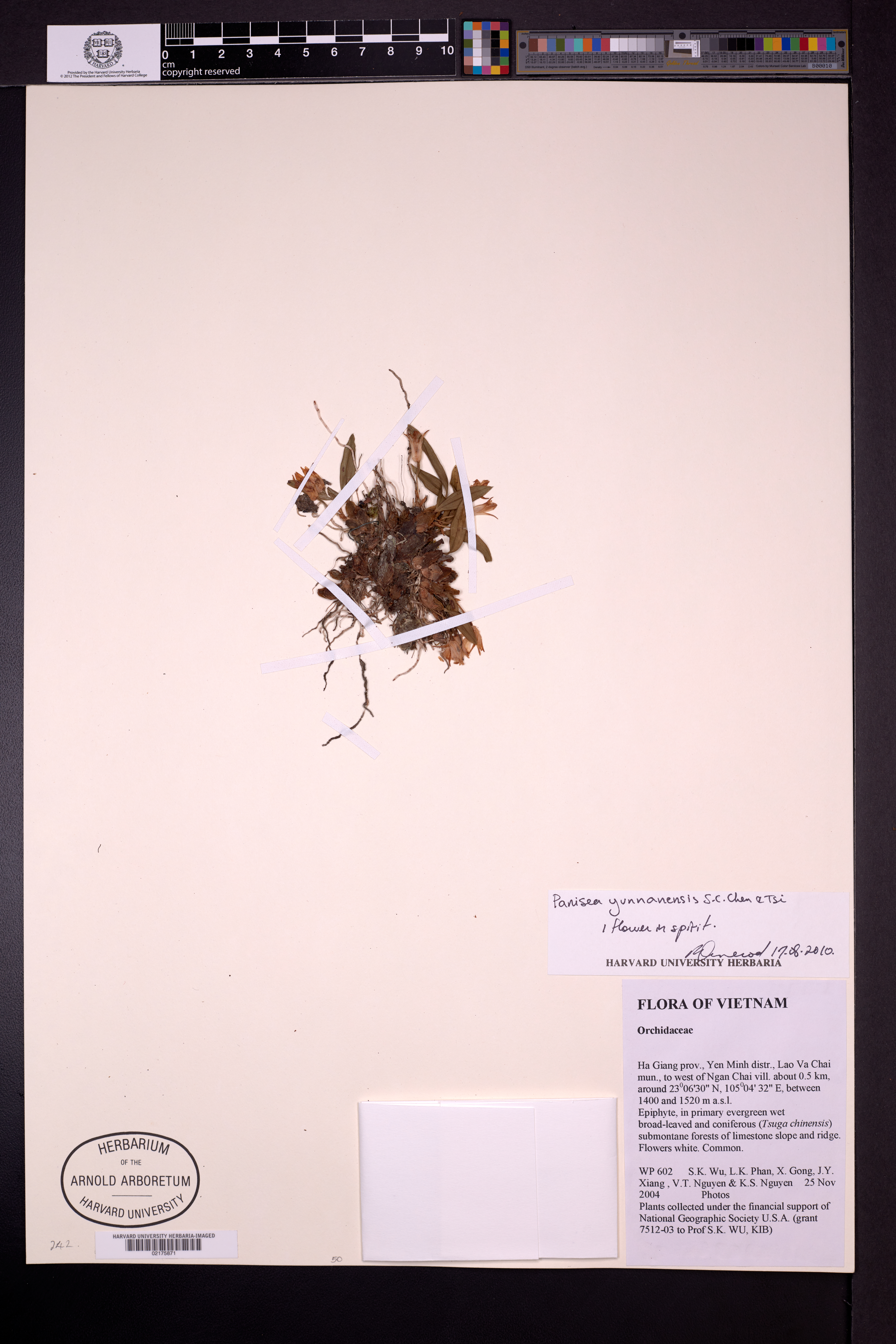 Coelogyne spathulata — ảnh 3