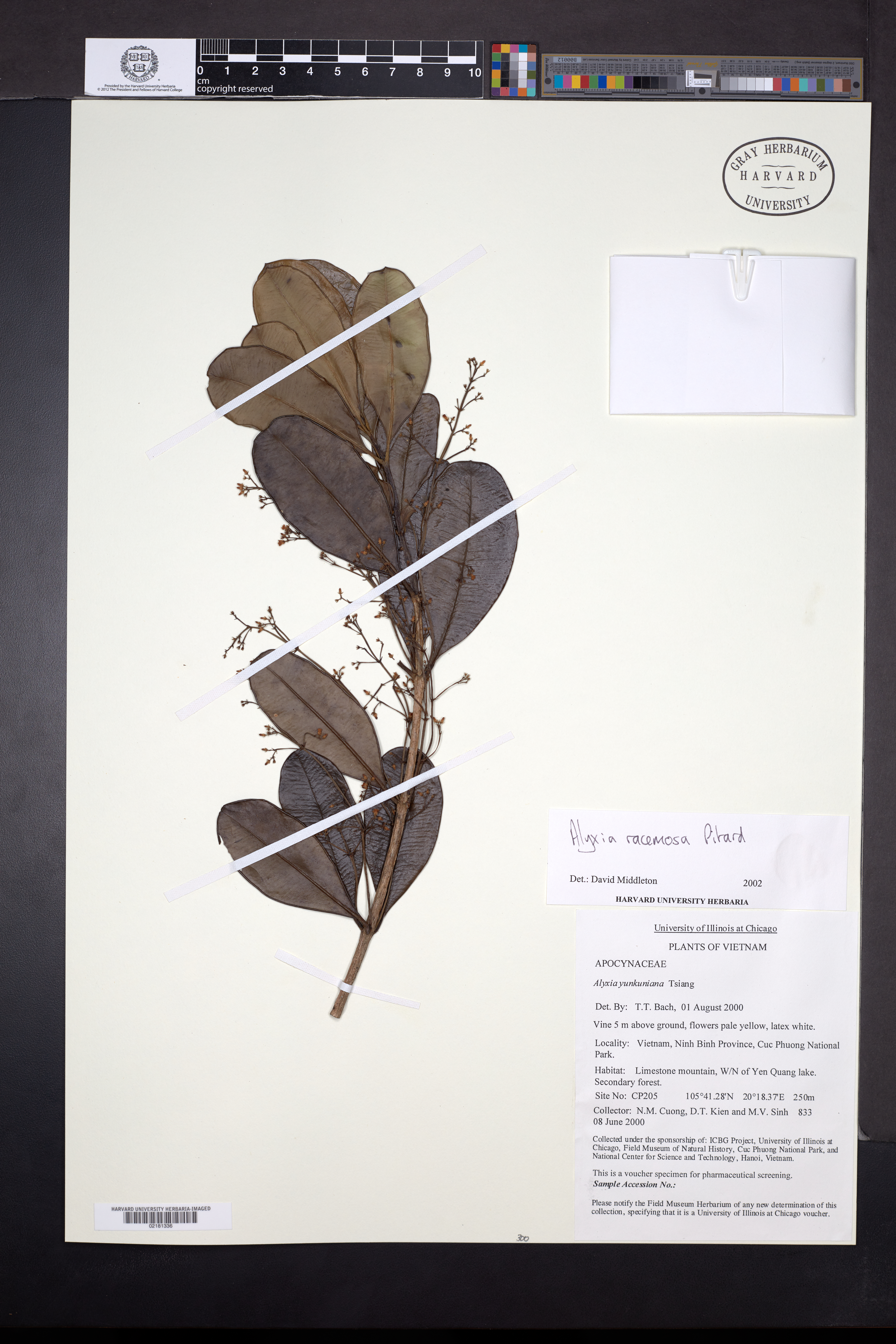 Alyxia racemosa — ảnh 2