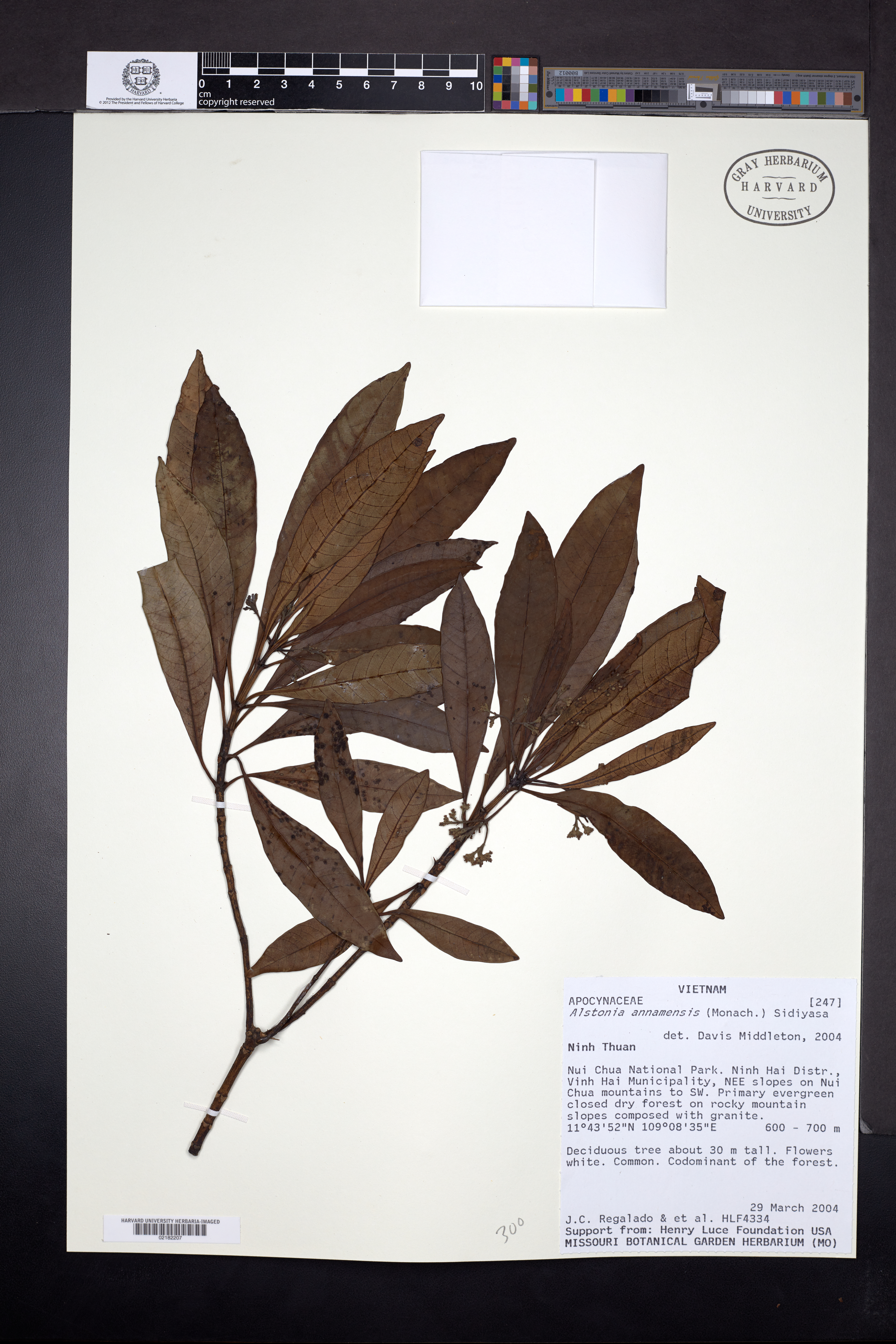 Alstonia annamensis — ảnh 2