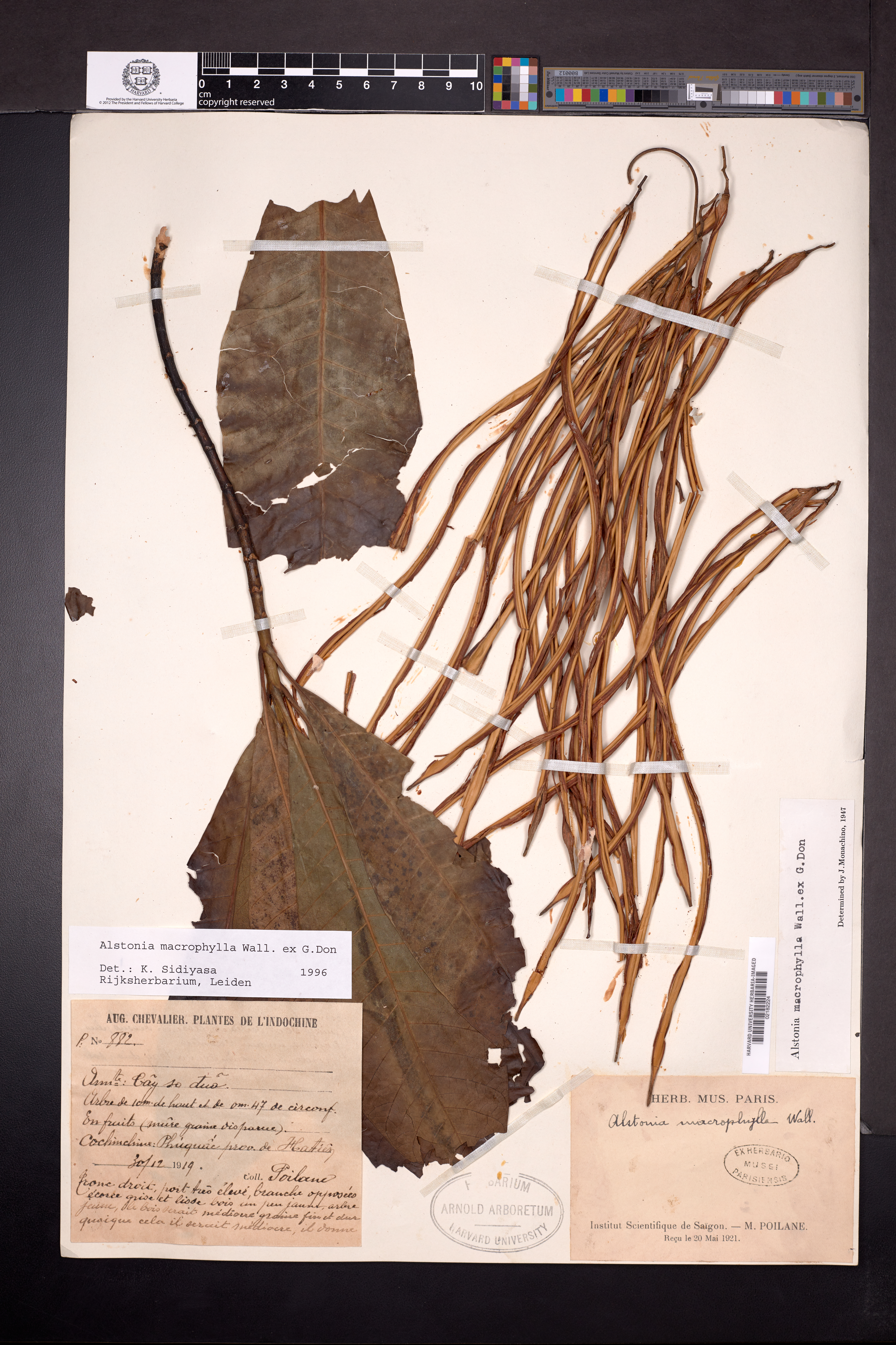CÃ¢y So Tua (Alstonia macrophylla)