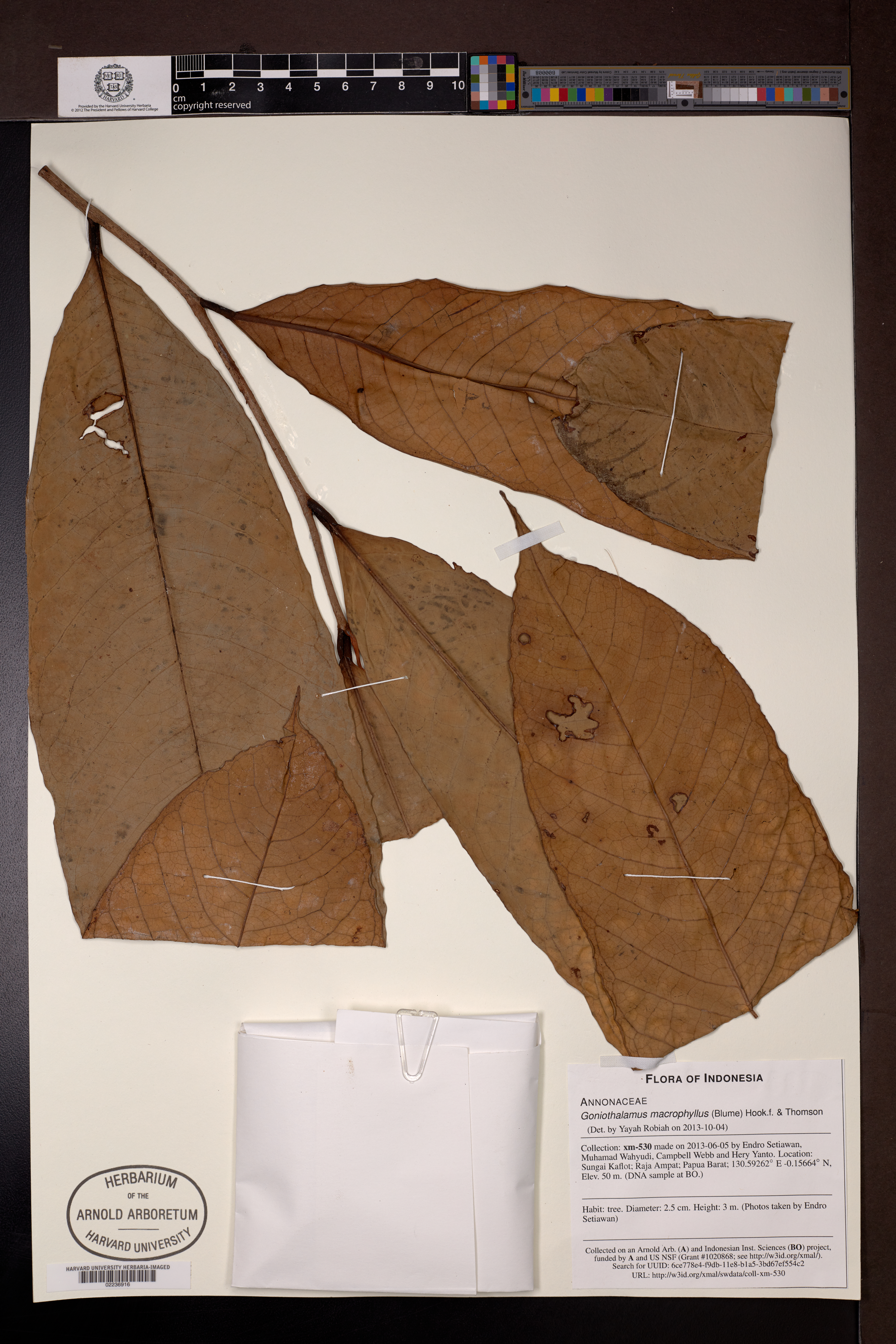 Goniothalamus macrophyllus