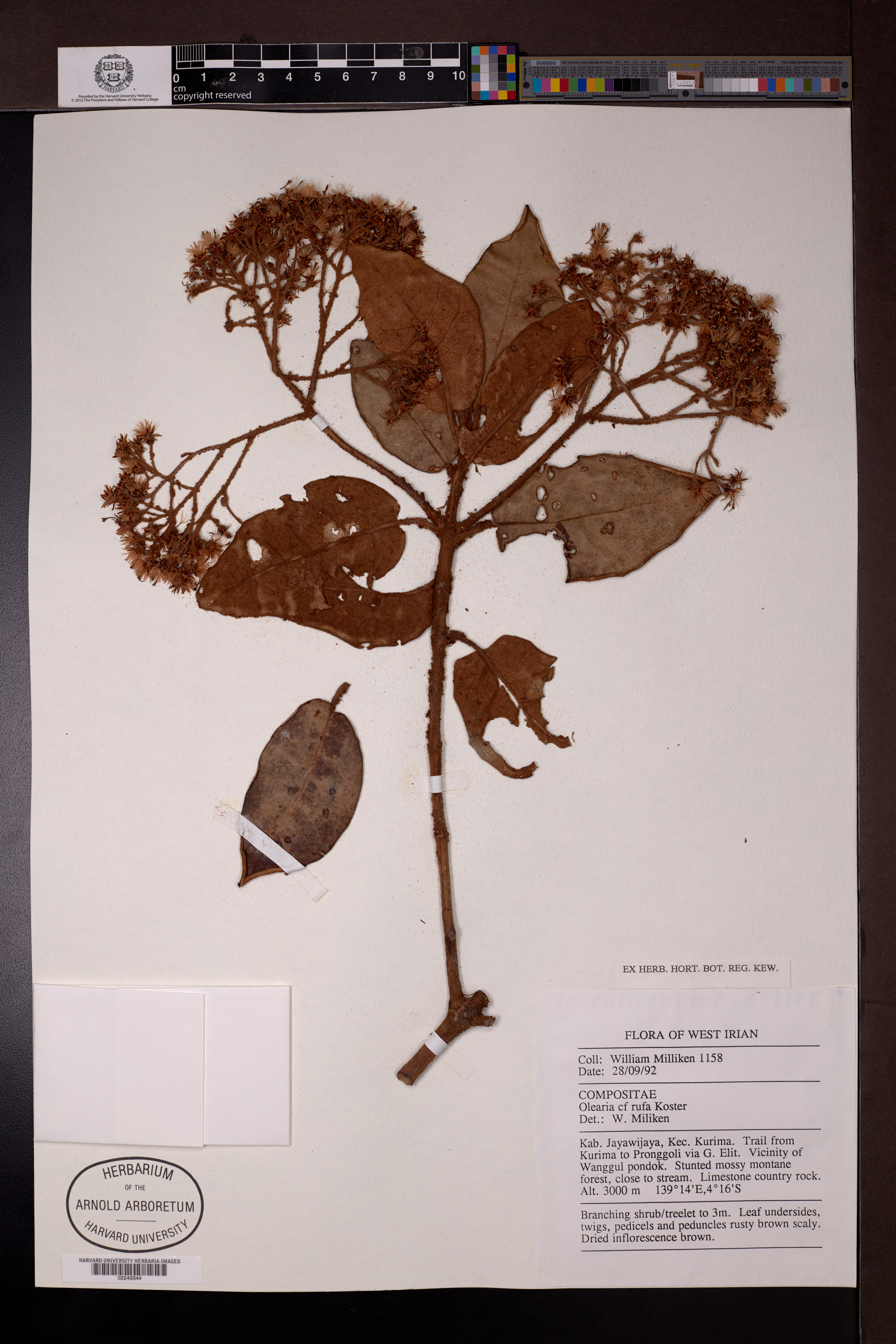 Olearia rufa