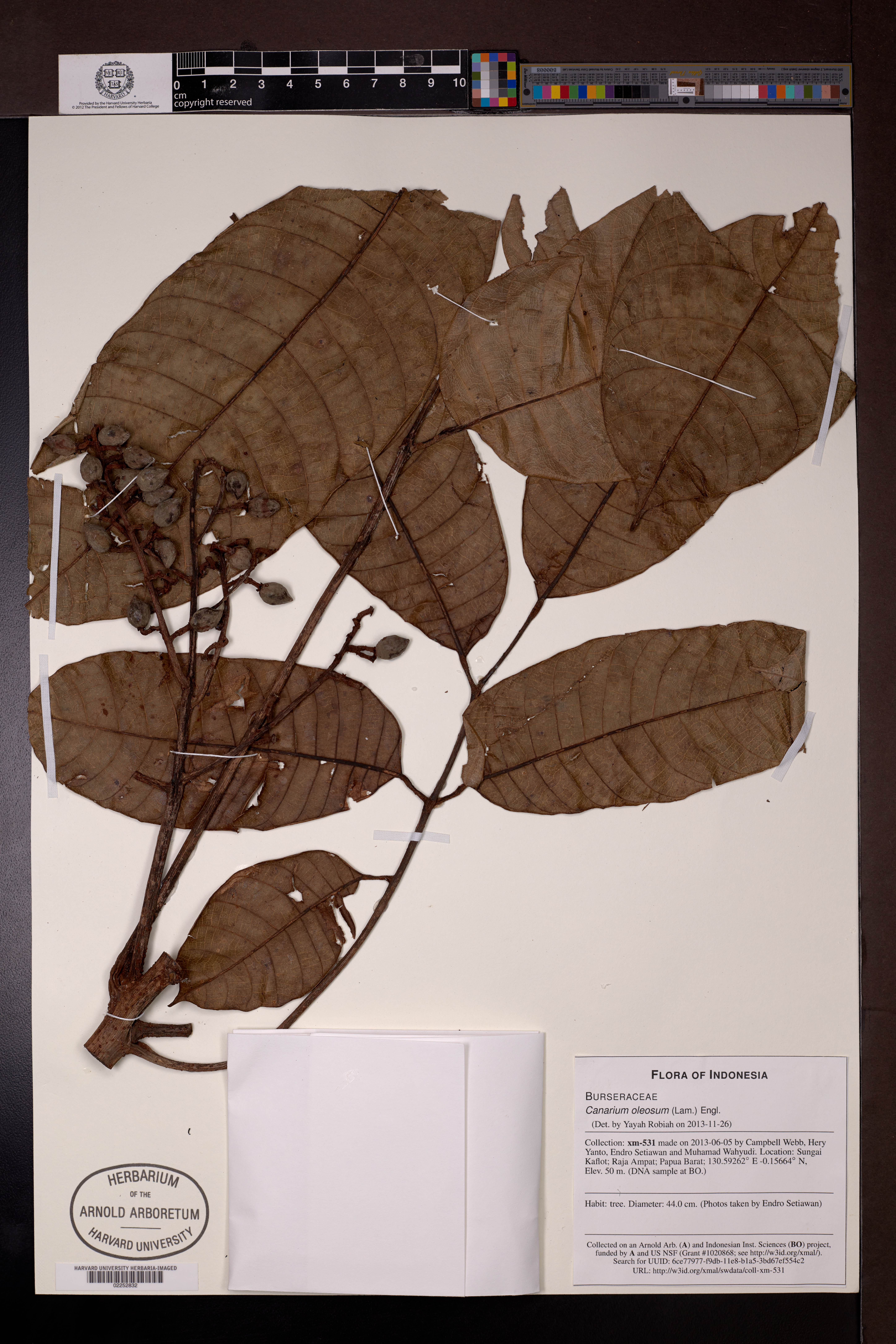 Canarium oleosum