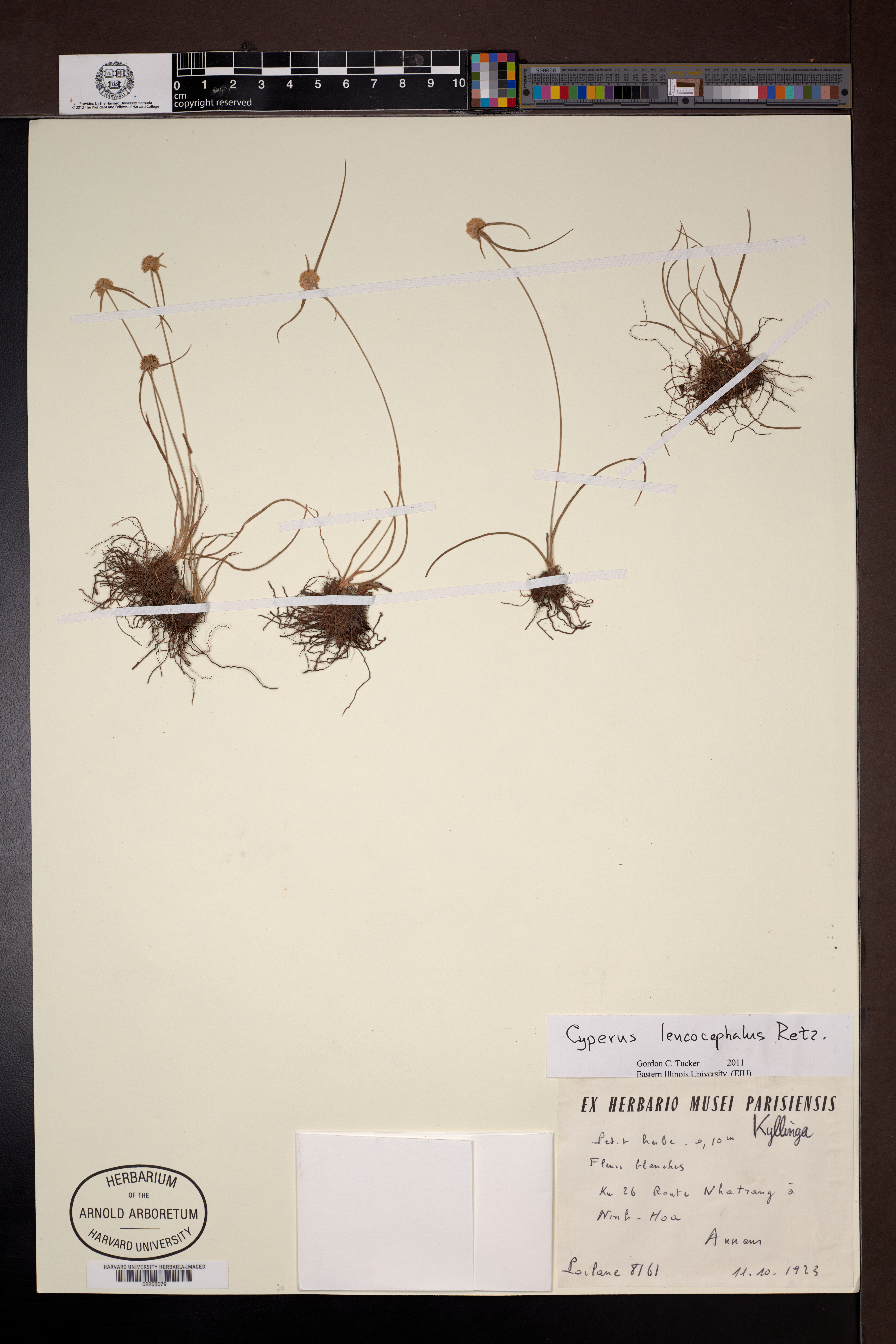Cyperus leucocephalus (Cyperus leucocephalus)