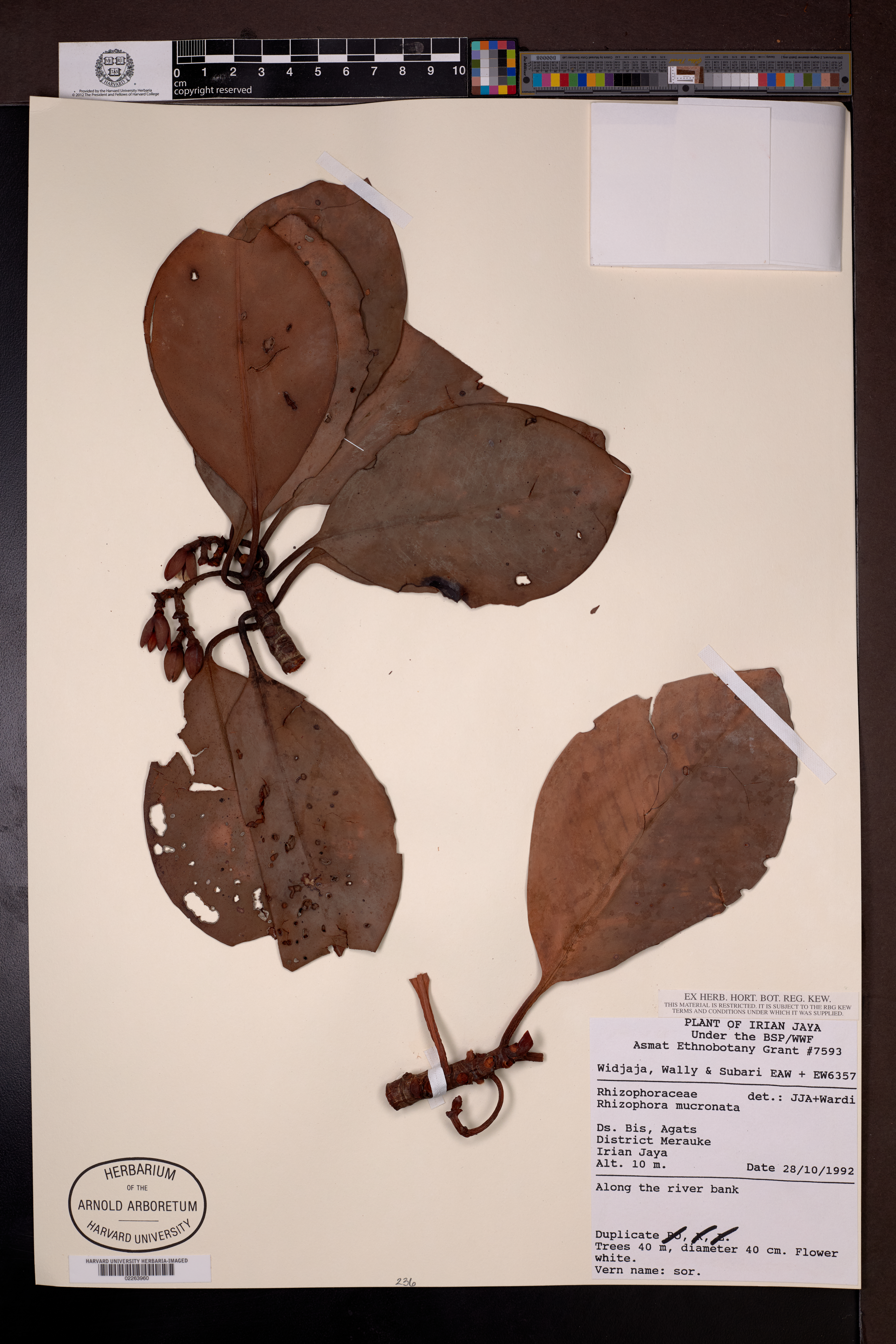 Rhizophora mucronata