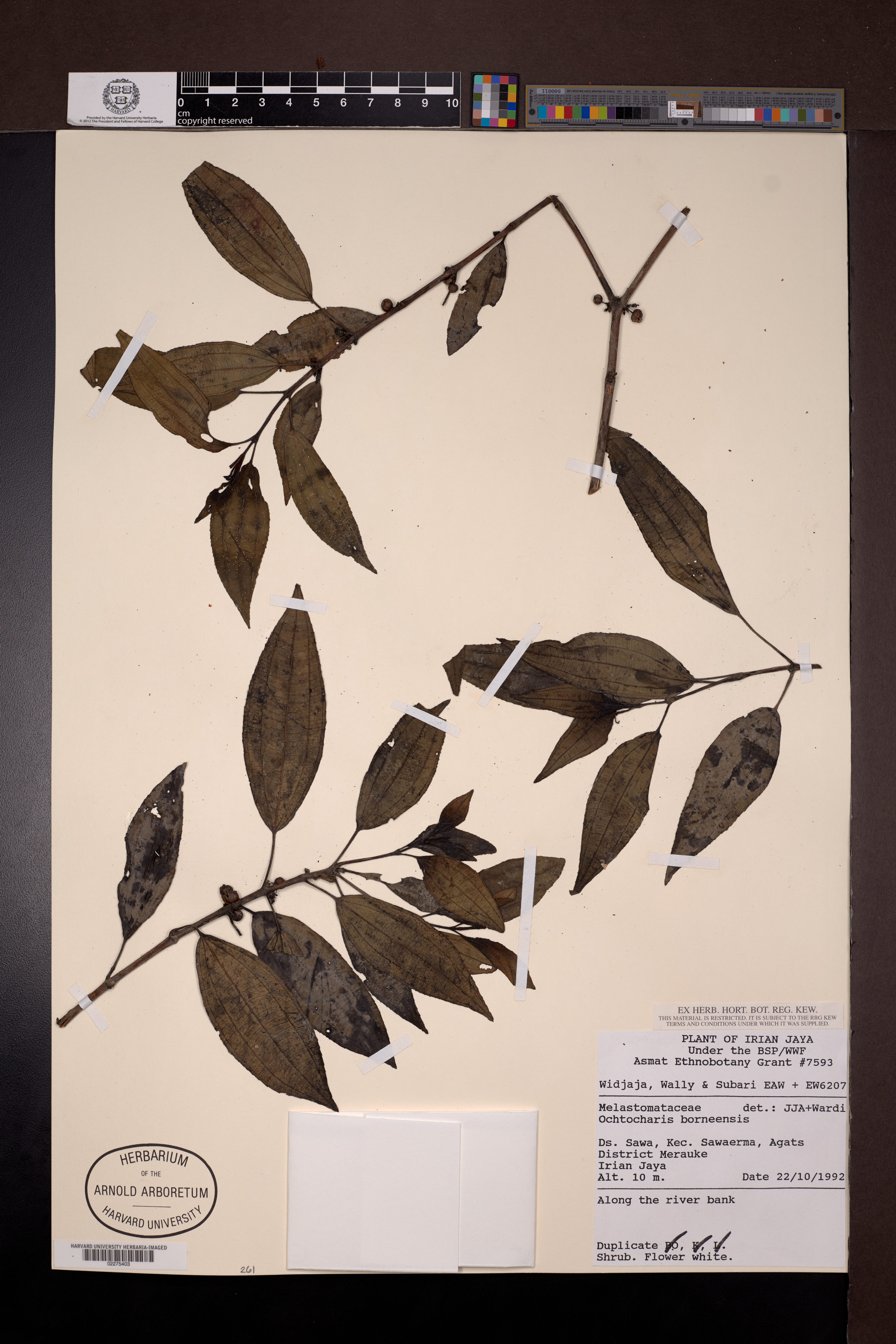 Ochthocharis bornensis