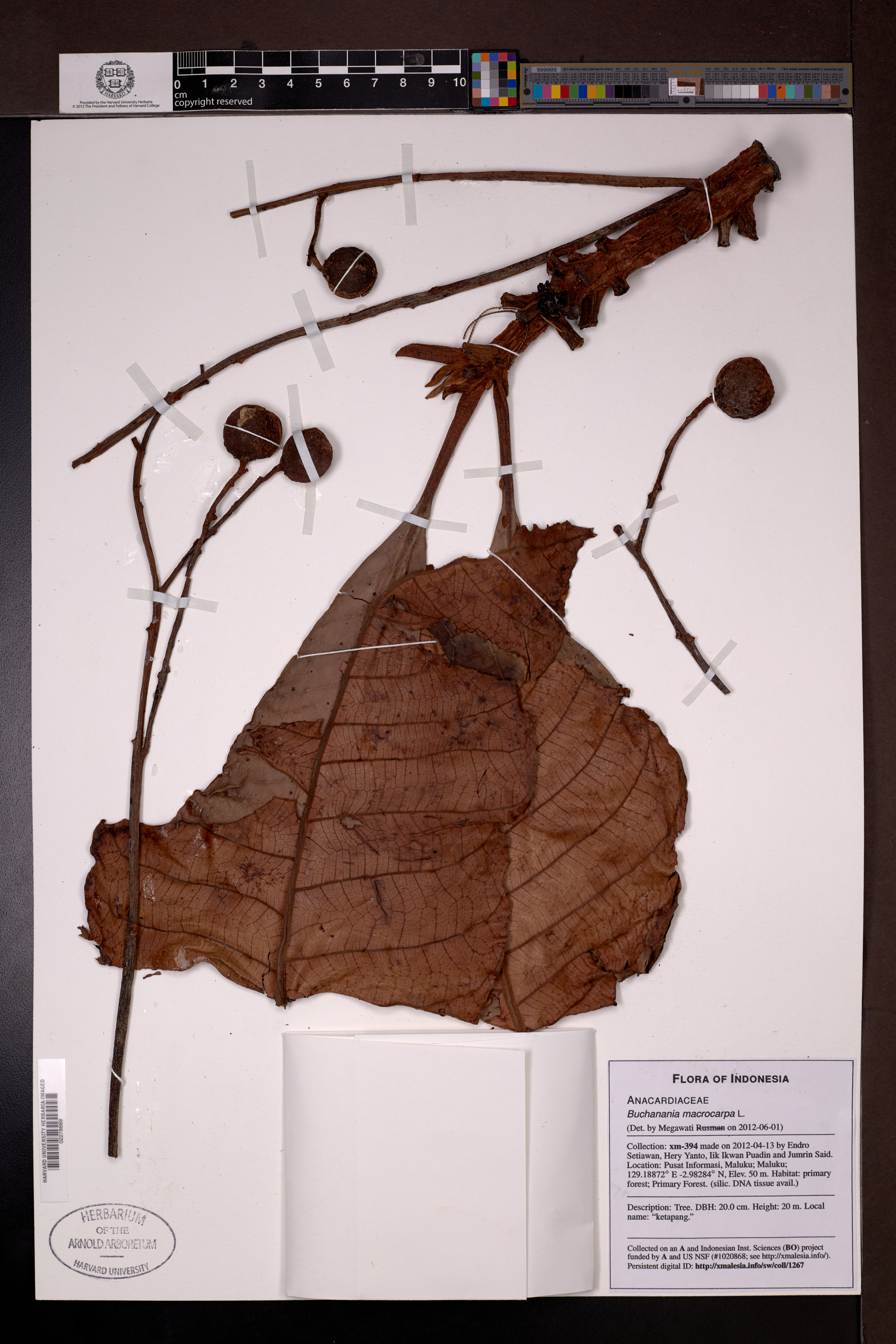 Buchanania macrocarpa (Buchanania macrocarpa)