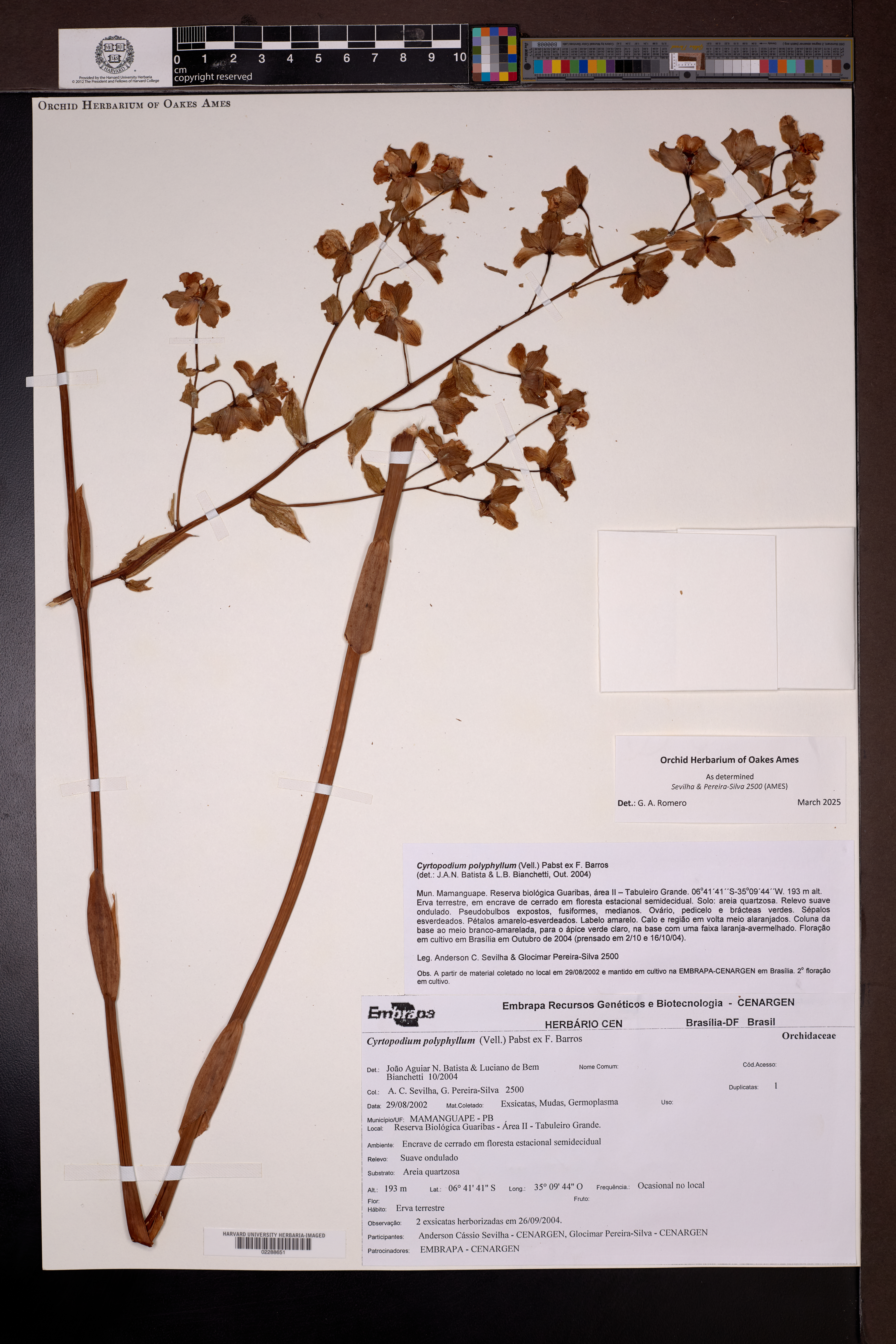 Cyrtopodium polyphyllum
