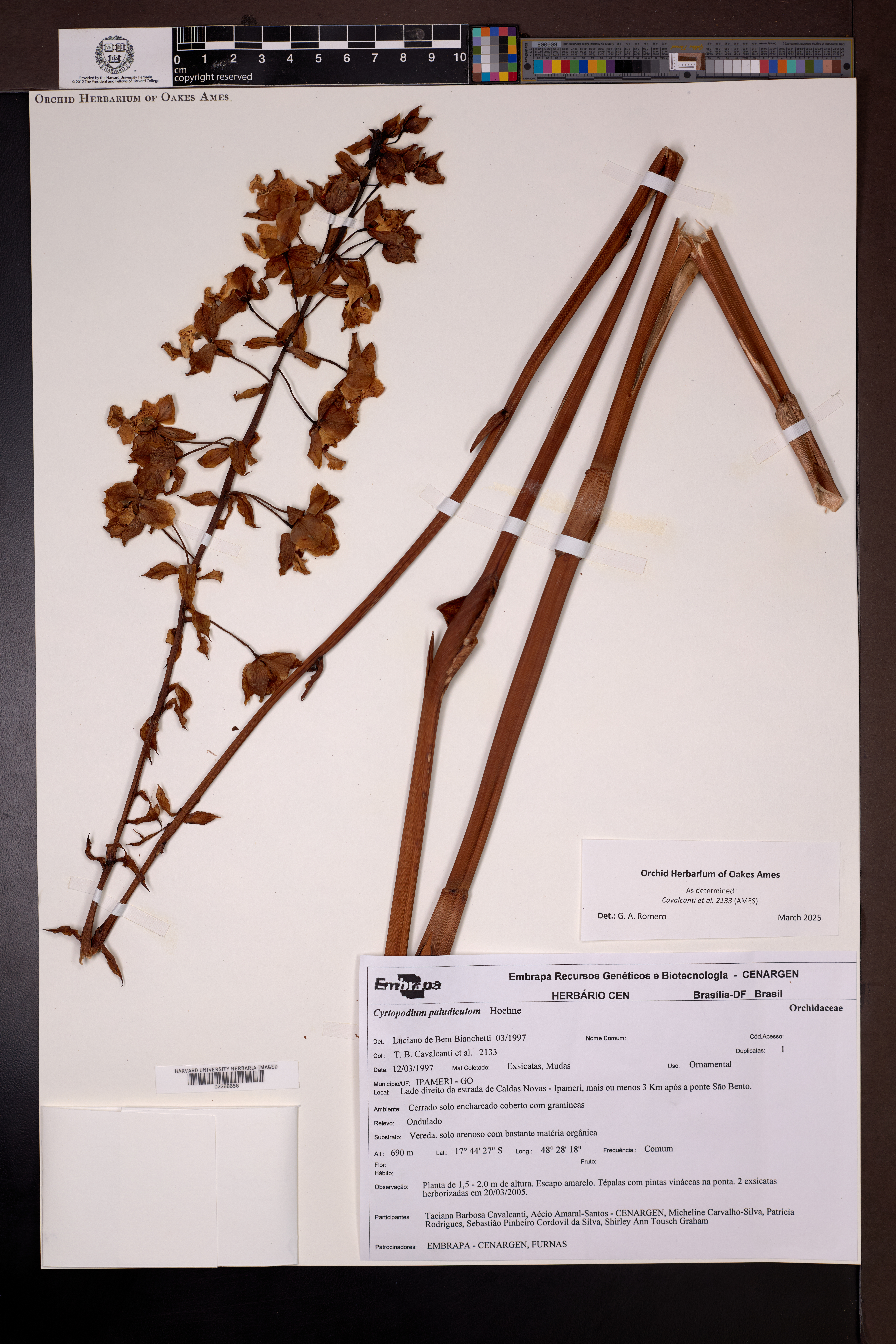 Cyrtopodium paludicola