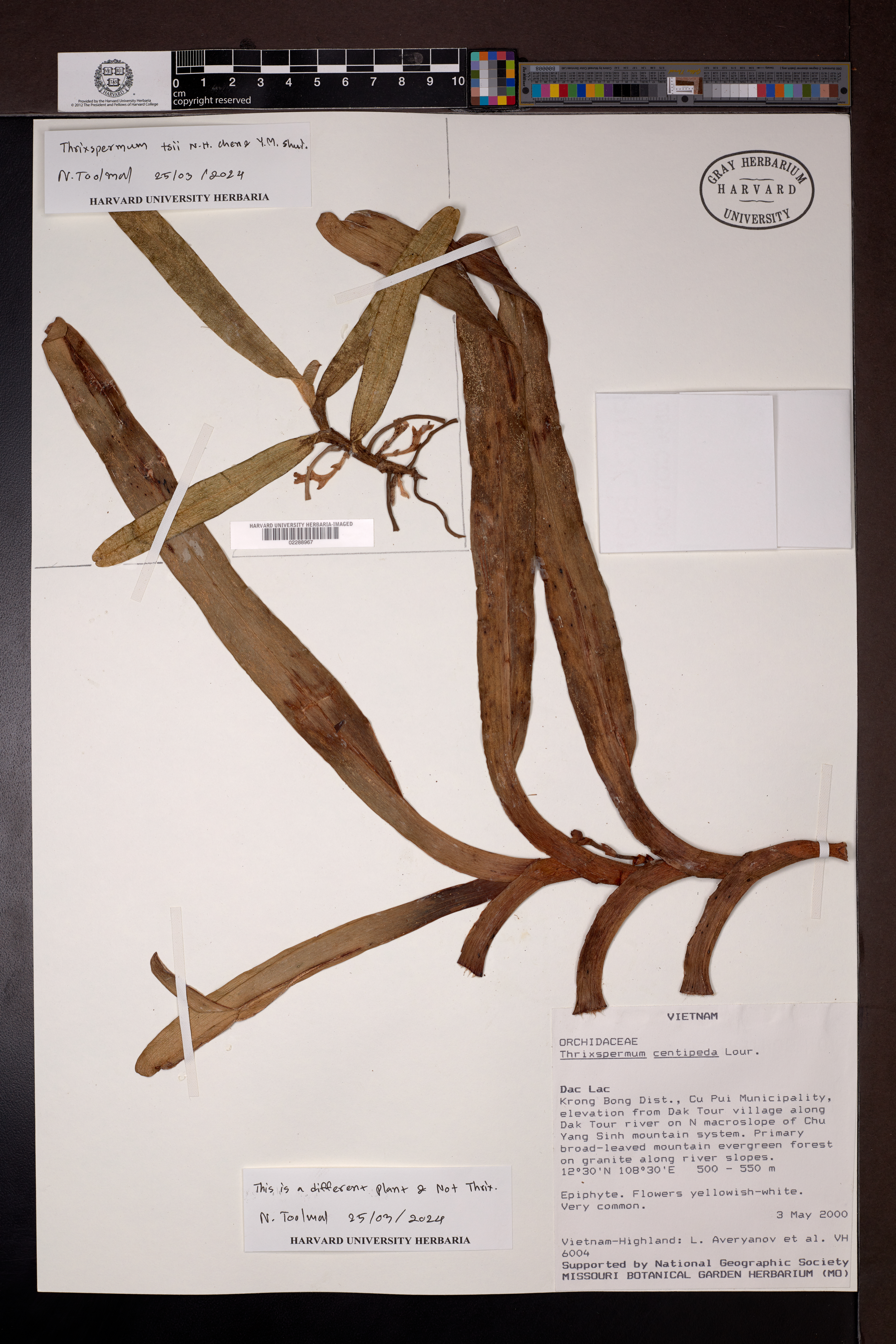 Thrixspermum tsii (Thrixspermum tsii)
