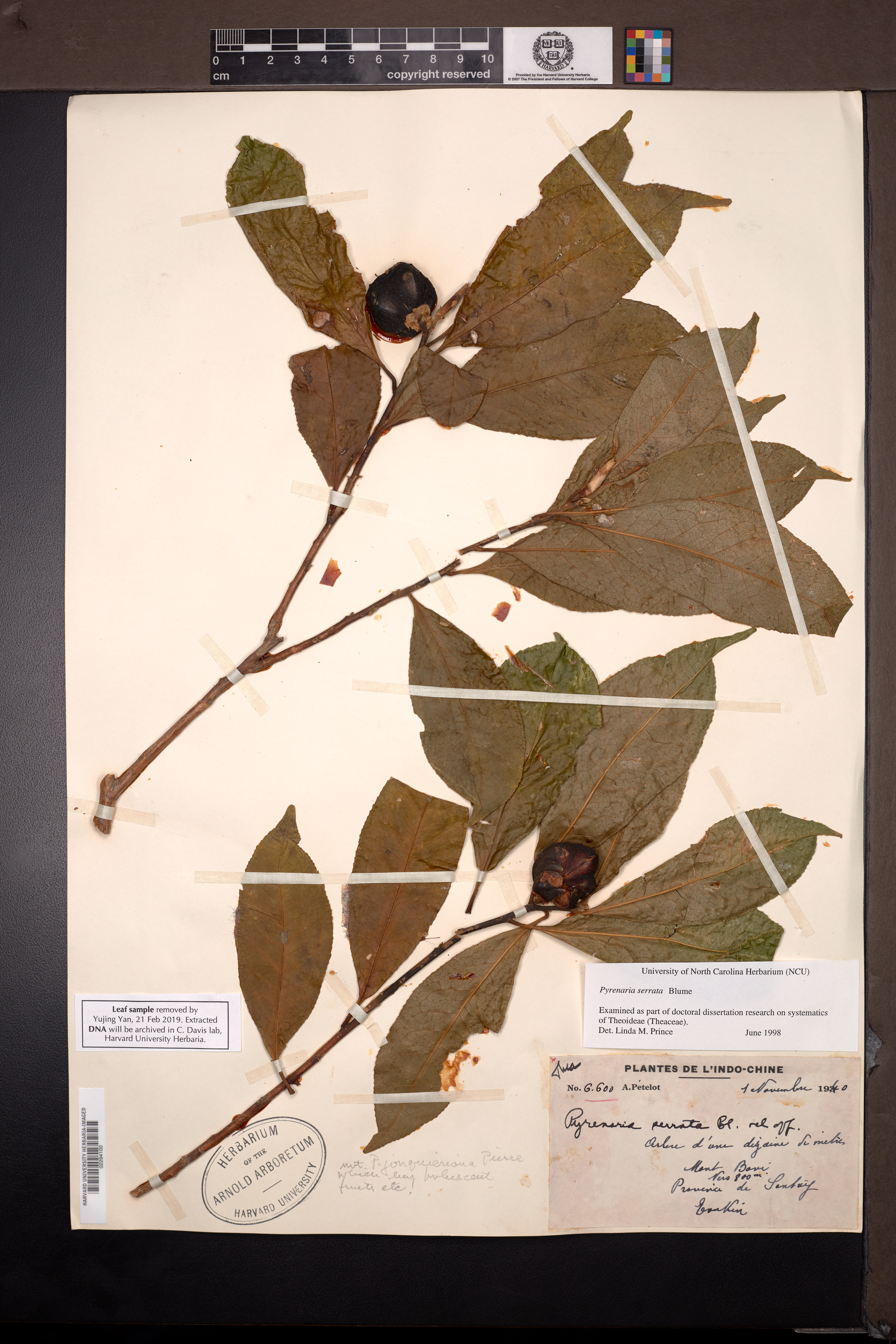 Pyrenaria serrata (Pyrenaria serrata)