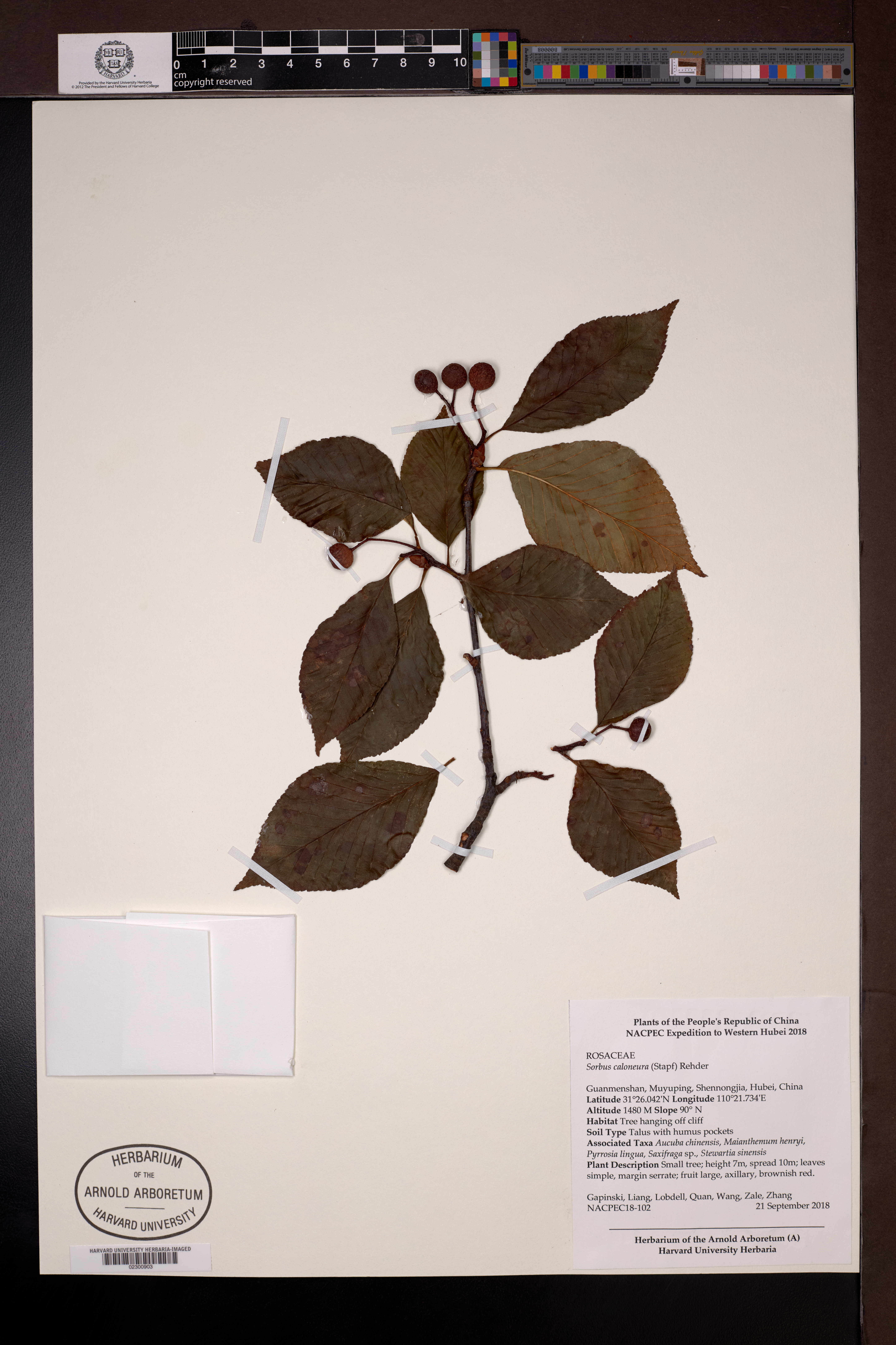 Sorbus caloneura (Sorbus caloneura)