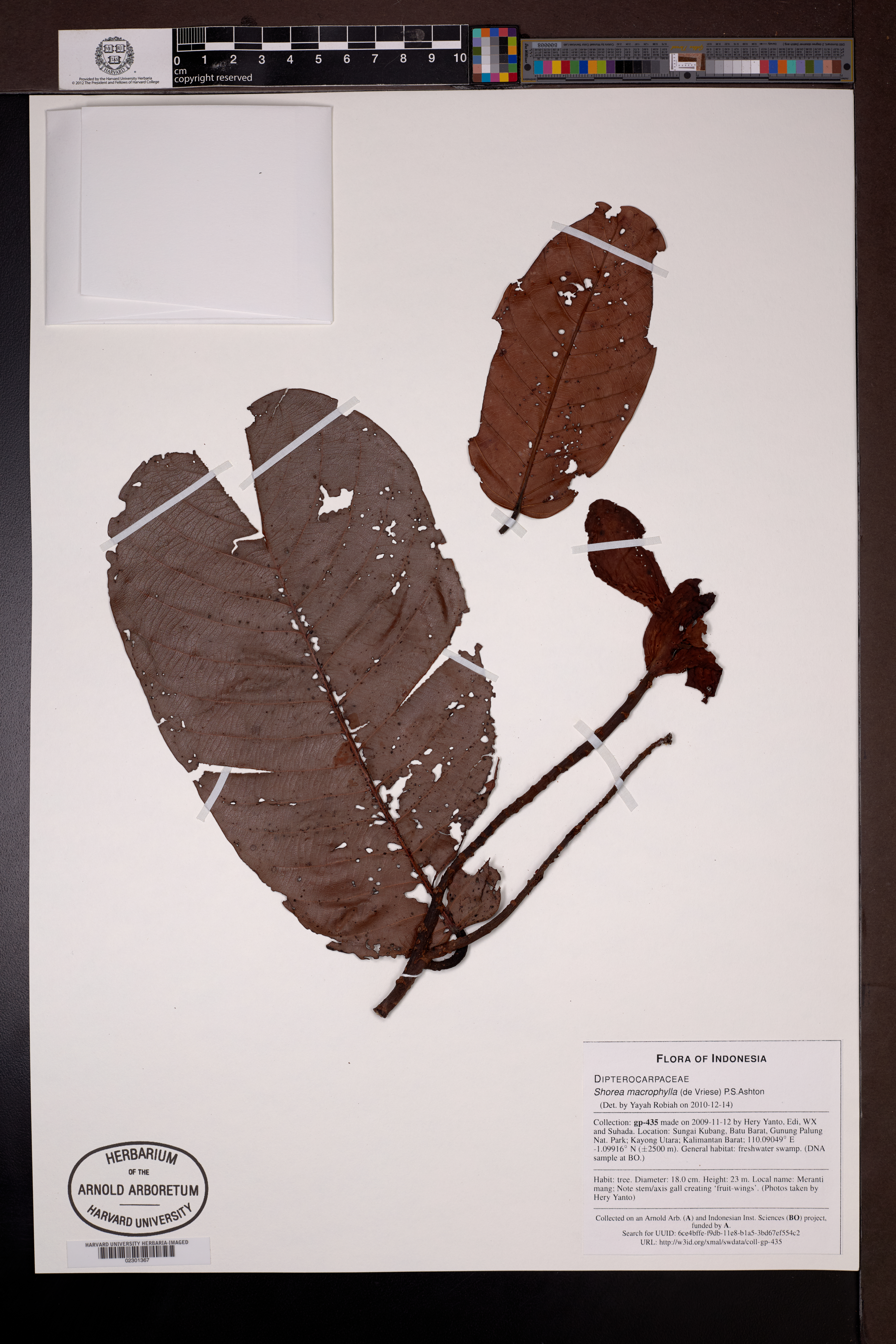 Light Red Meranti (Shorea macrophylla)