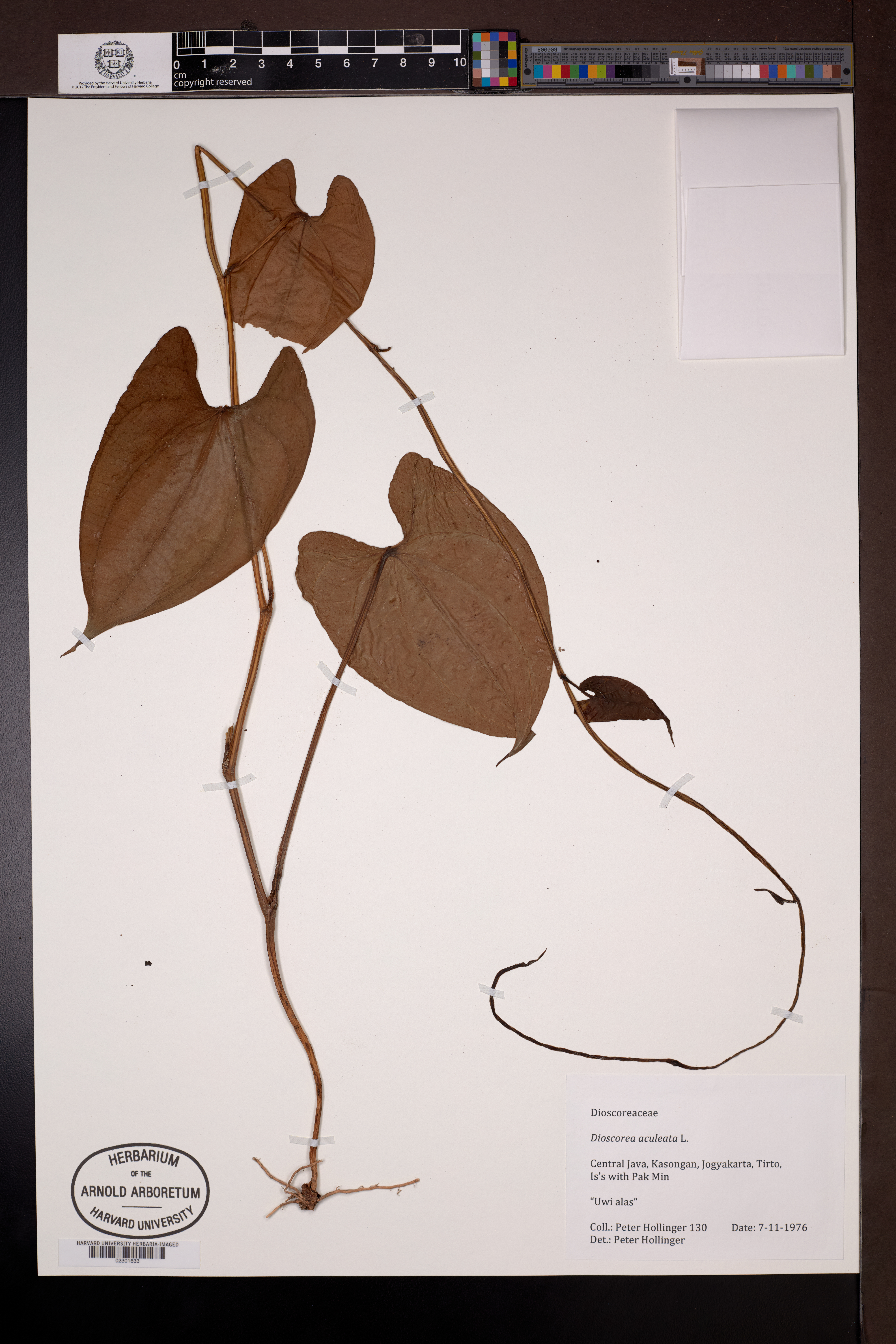 Dioscorea aculeata (Dioscorea aculeata)
