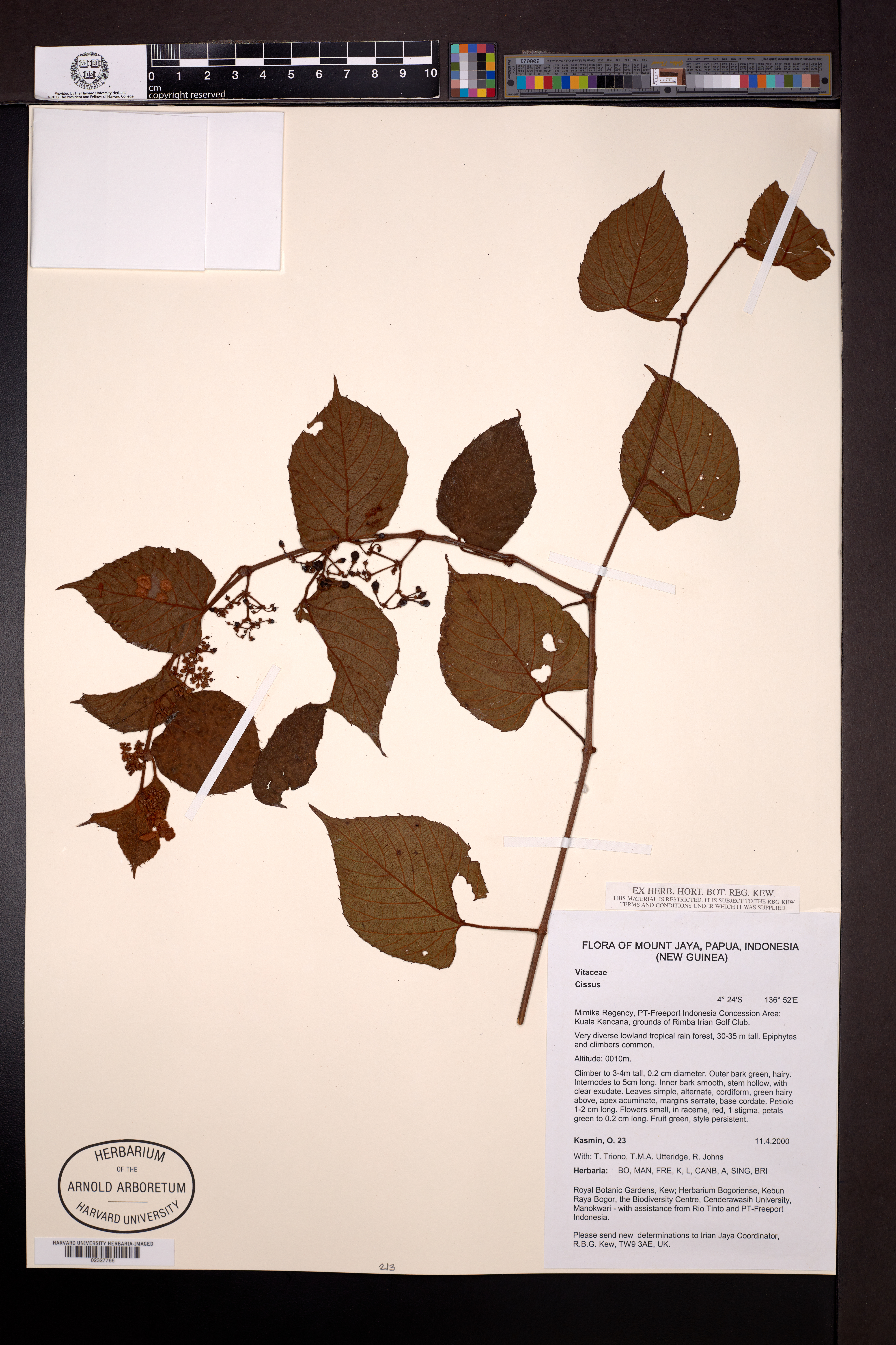 Cissus L.