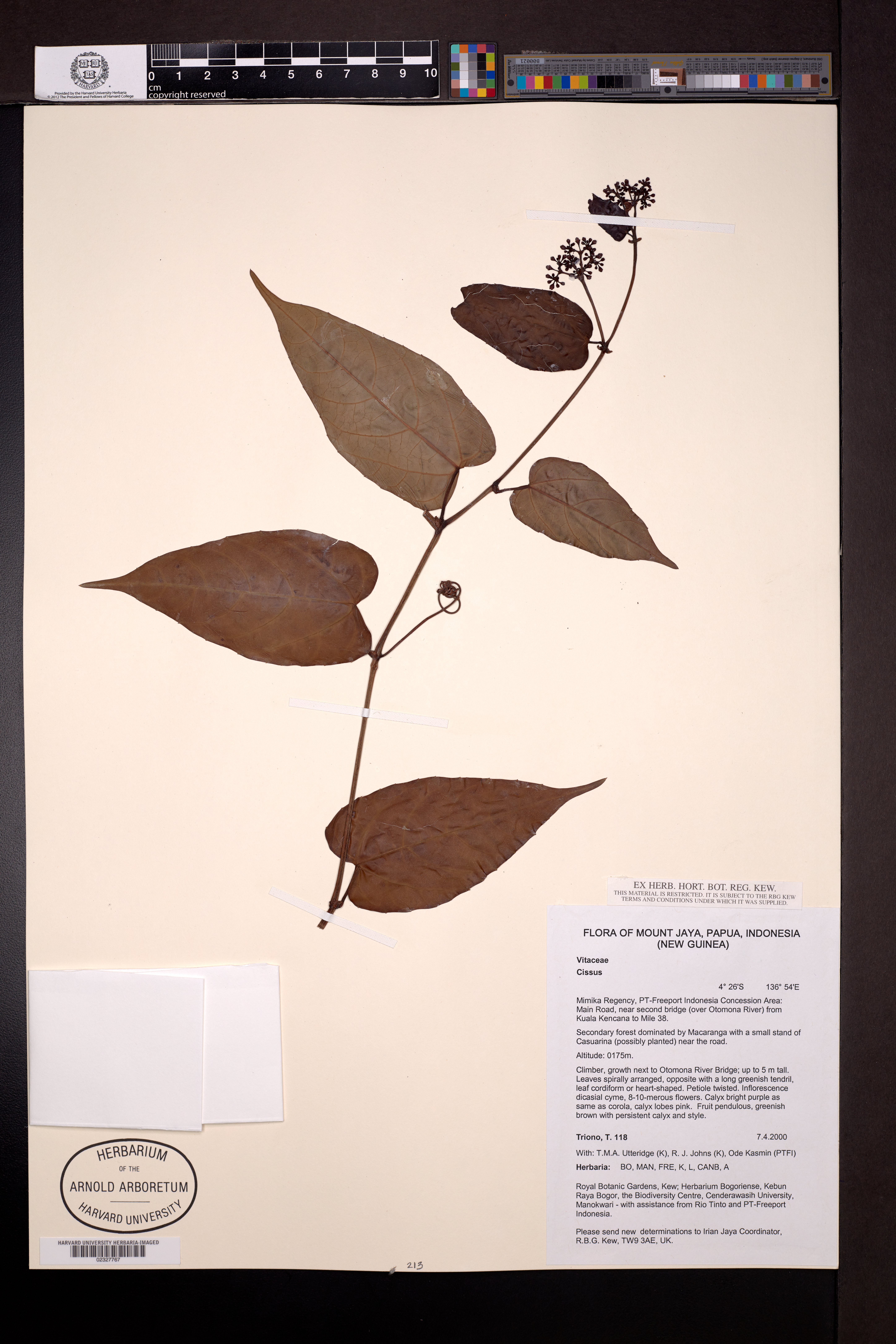 Cissus L.