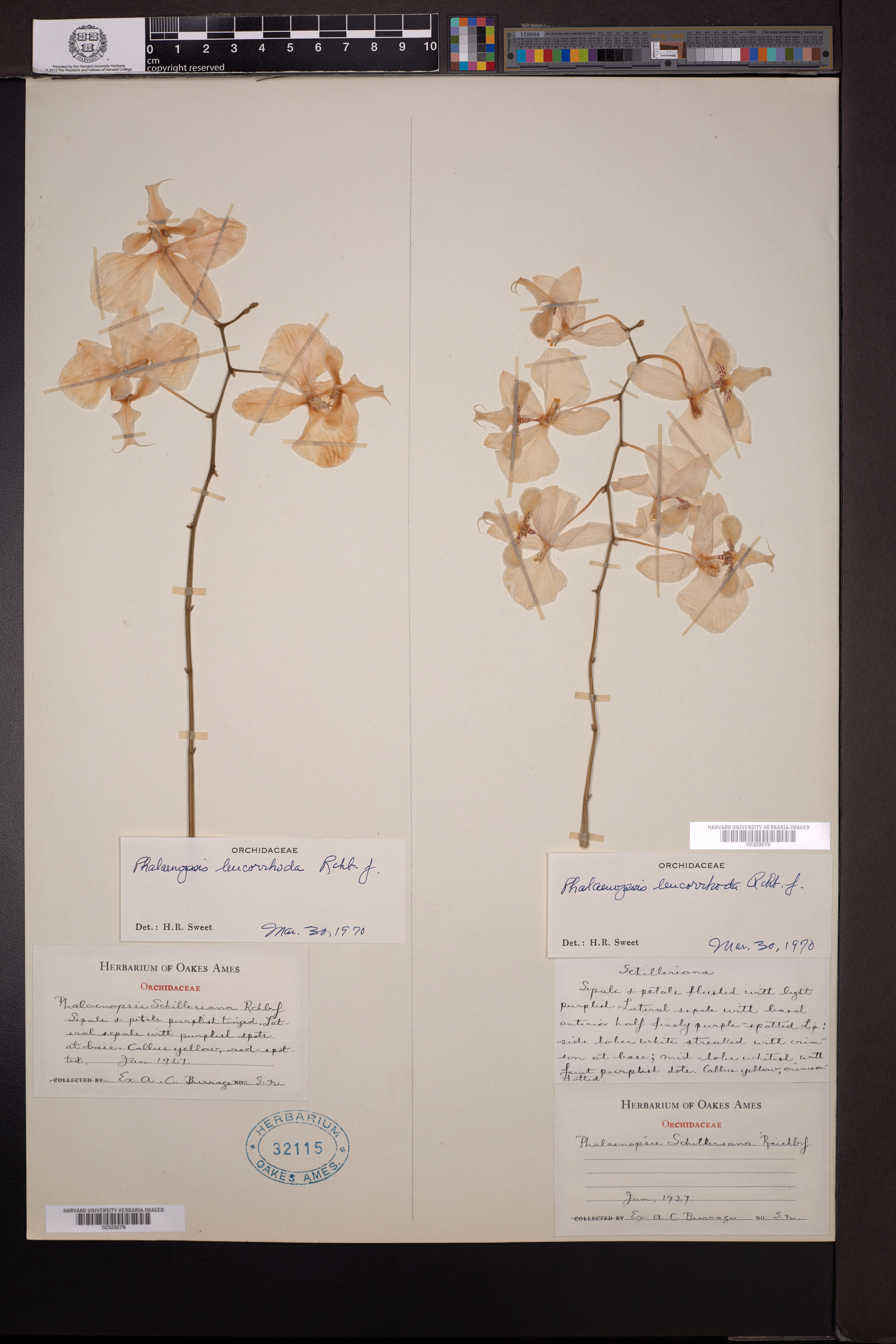 Phalaenopsis leucorrhoda (Phalaenopsis leucorrhoda)