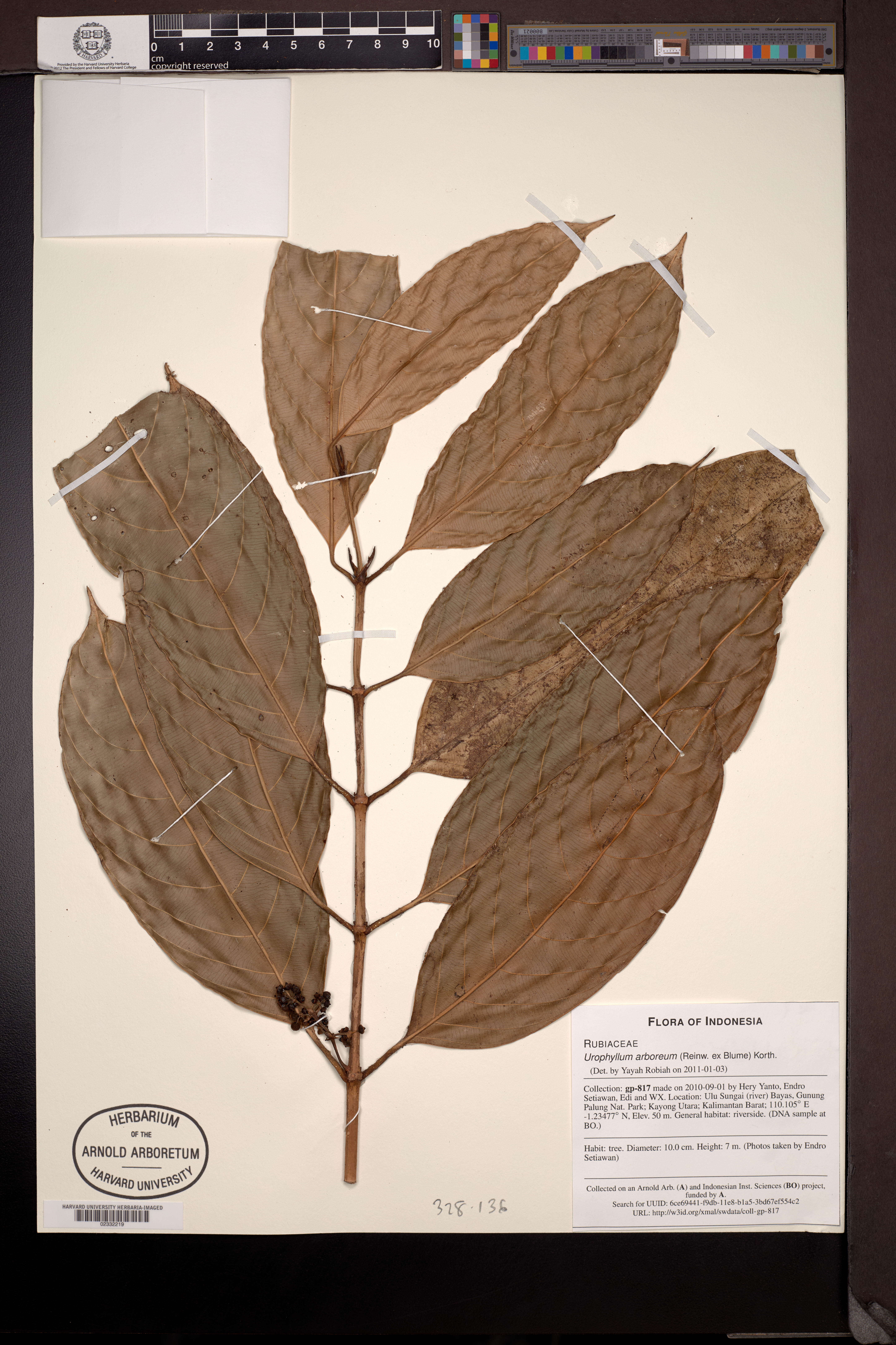 Urophyllum glabrum