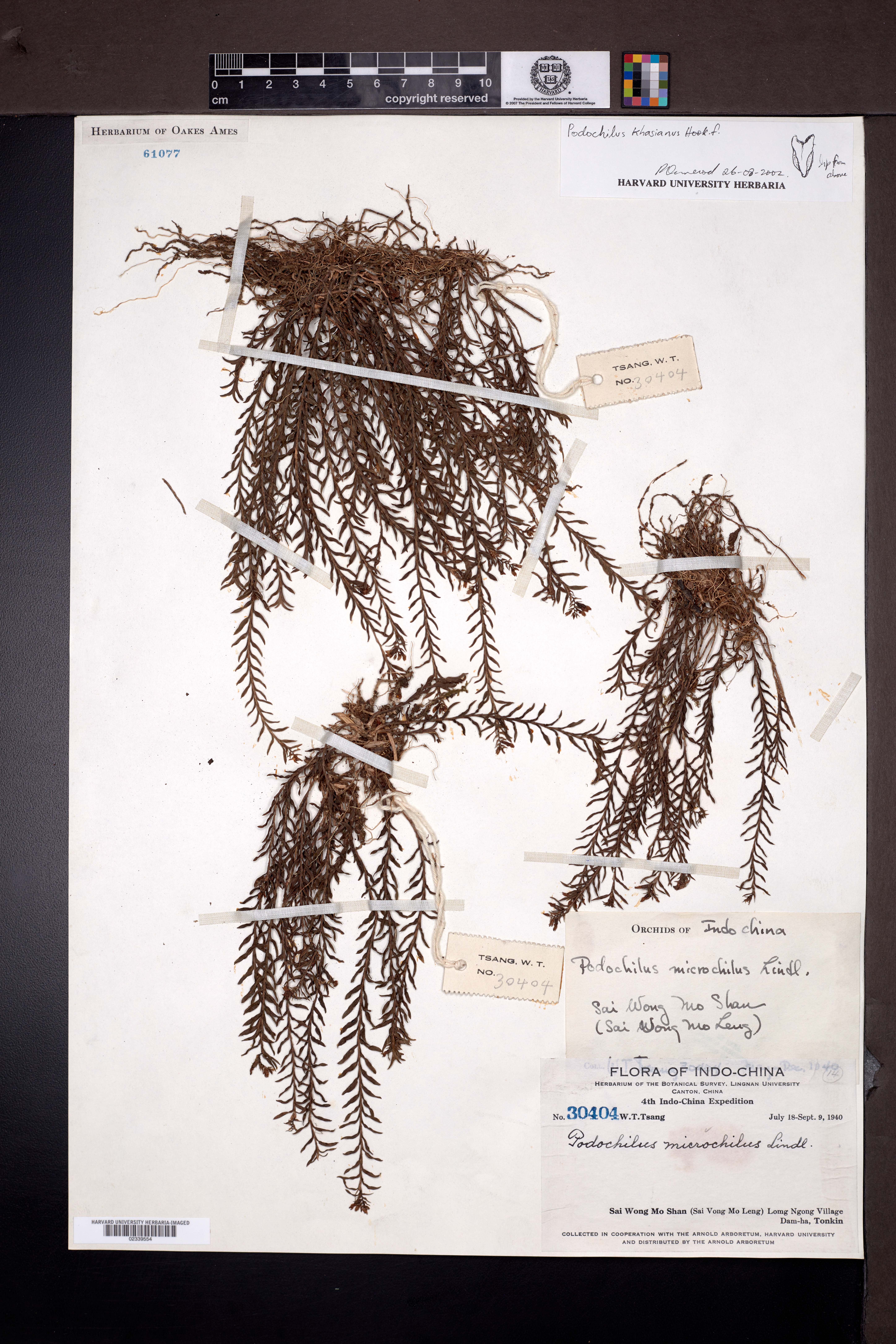 Podochilus khasianus — ảnh 3