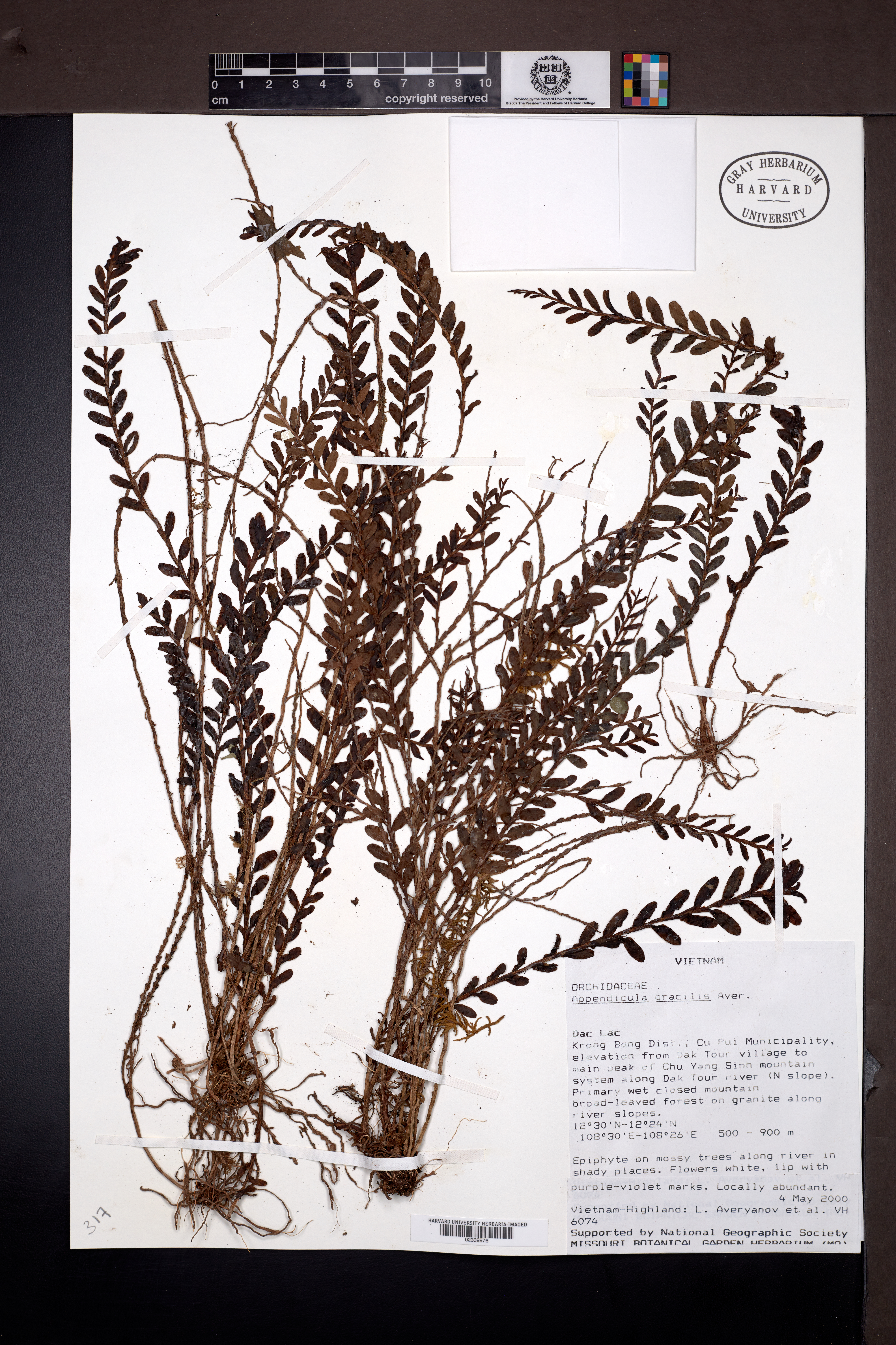 Appendicula gracilis — ảnh 3