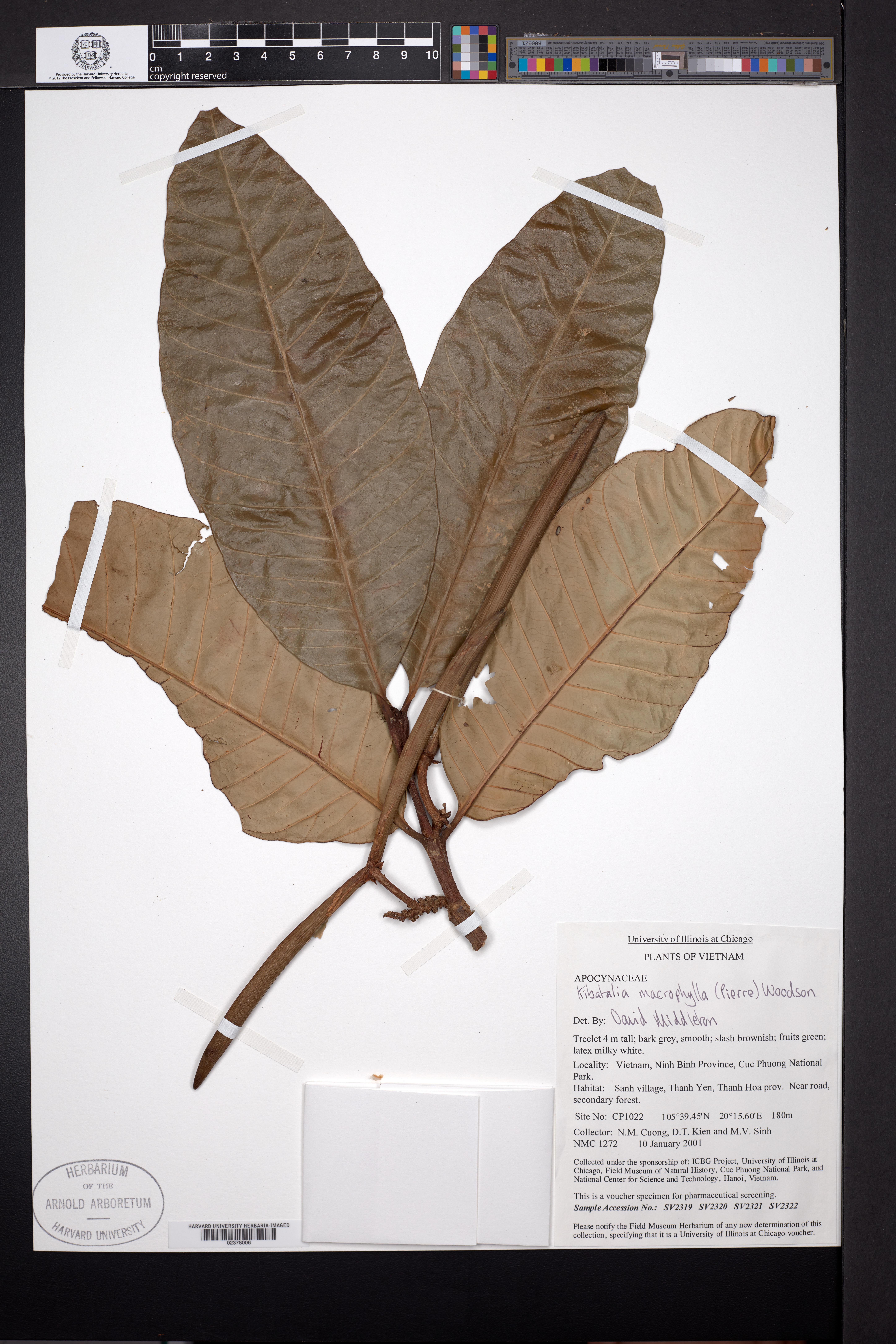 Kibatalia macrophylla — ảnh 3