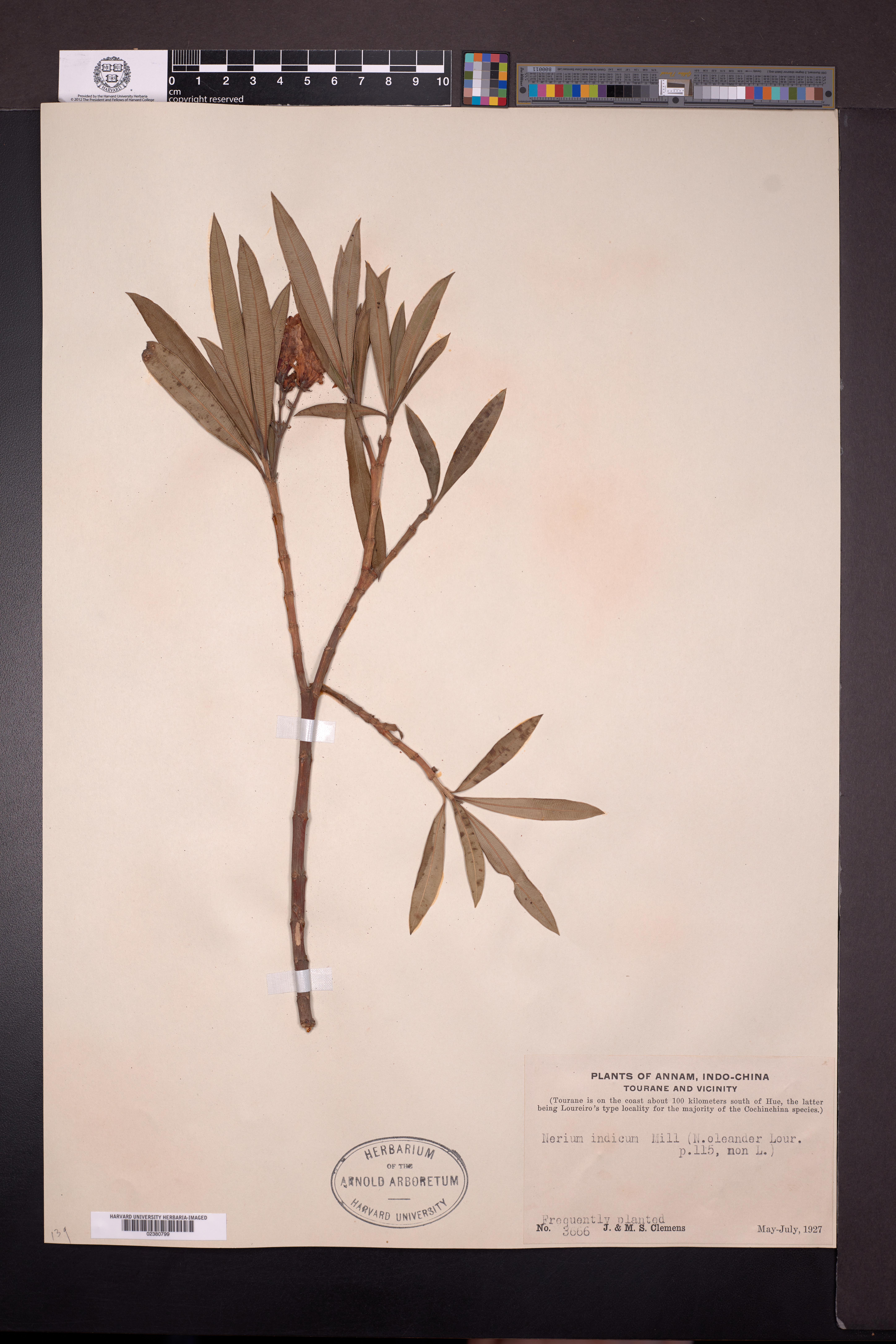 Nerium indicum — ảnh 2