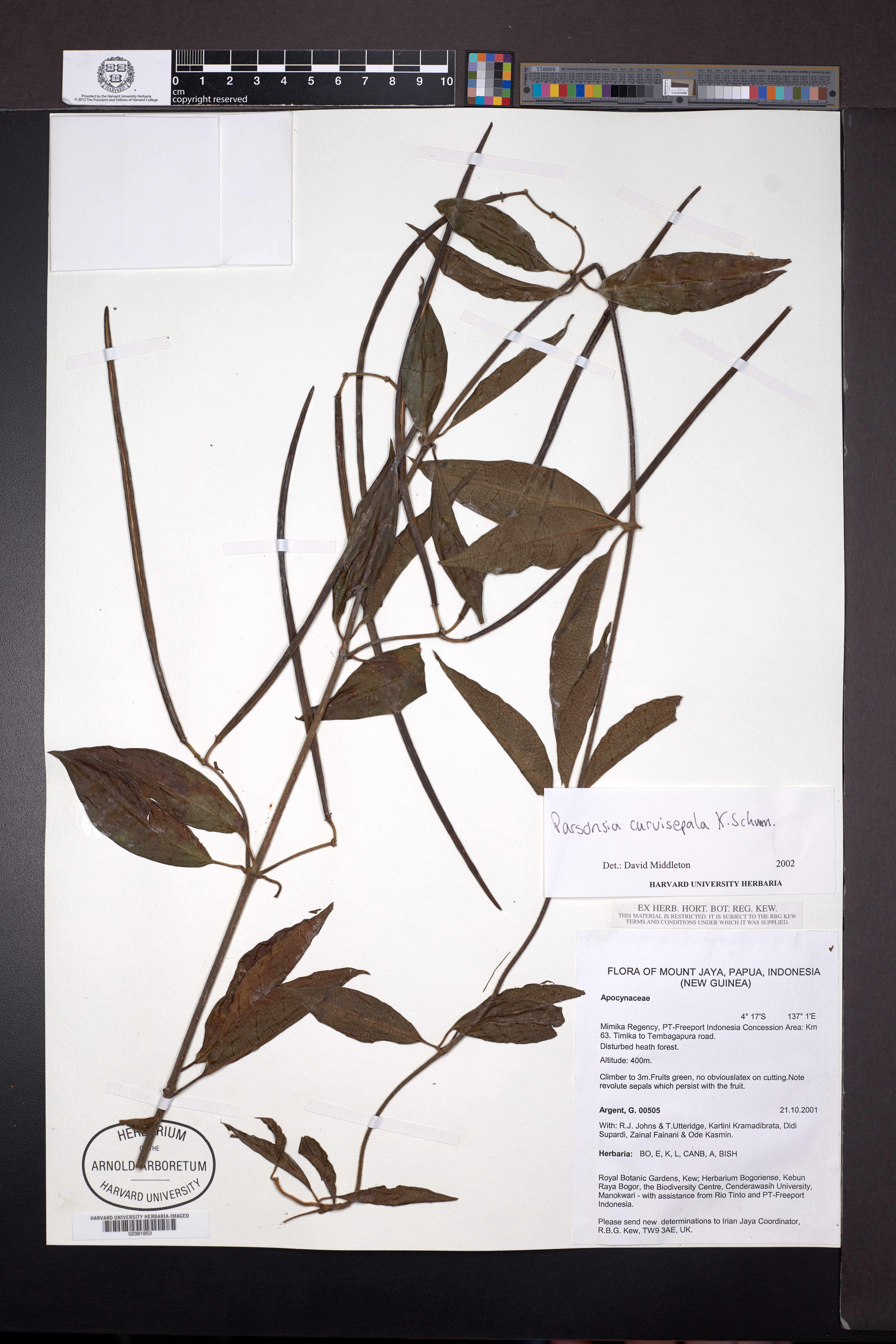 Parsonsia curvisepala