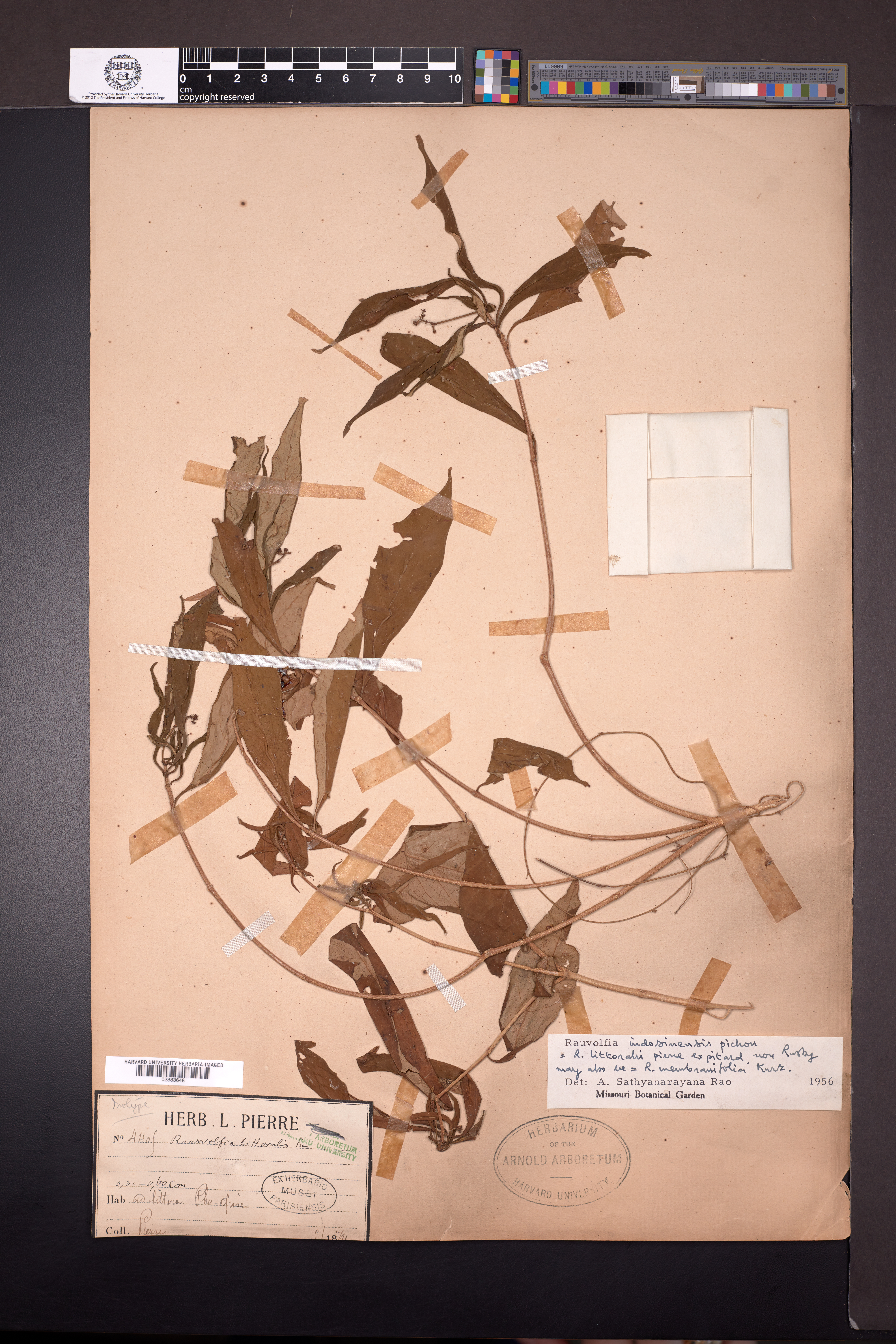 Rauvolfia littoralis — ảnh 2
