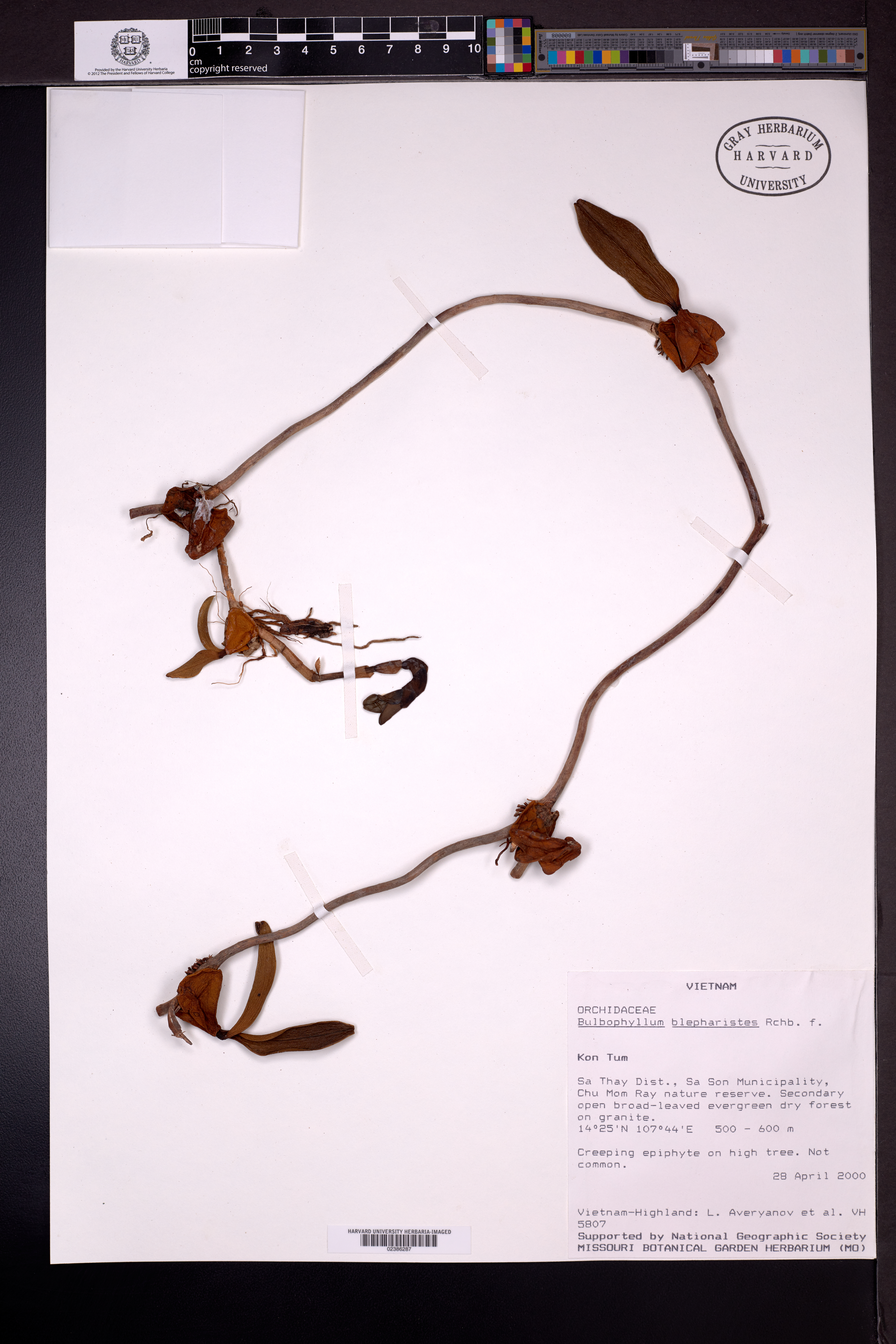 Bulbophyllum bractescens (Bulbophyllum bractescens)