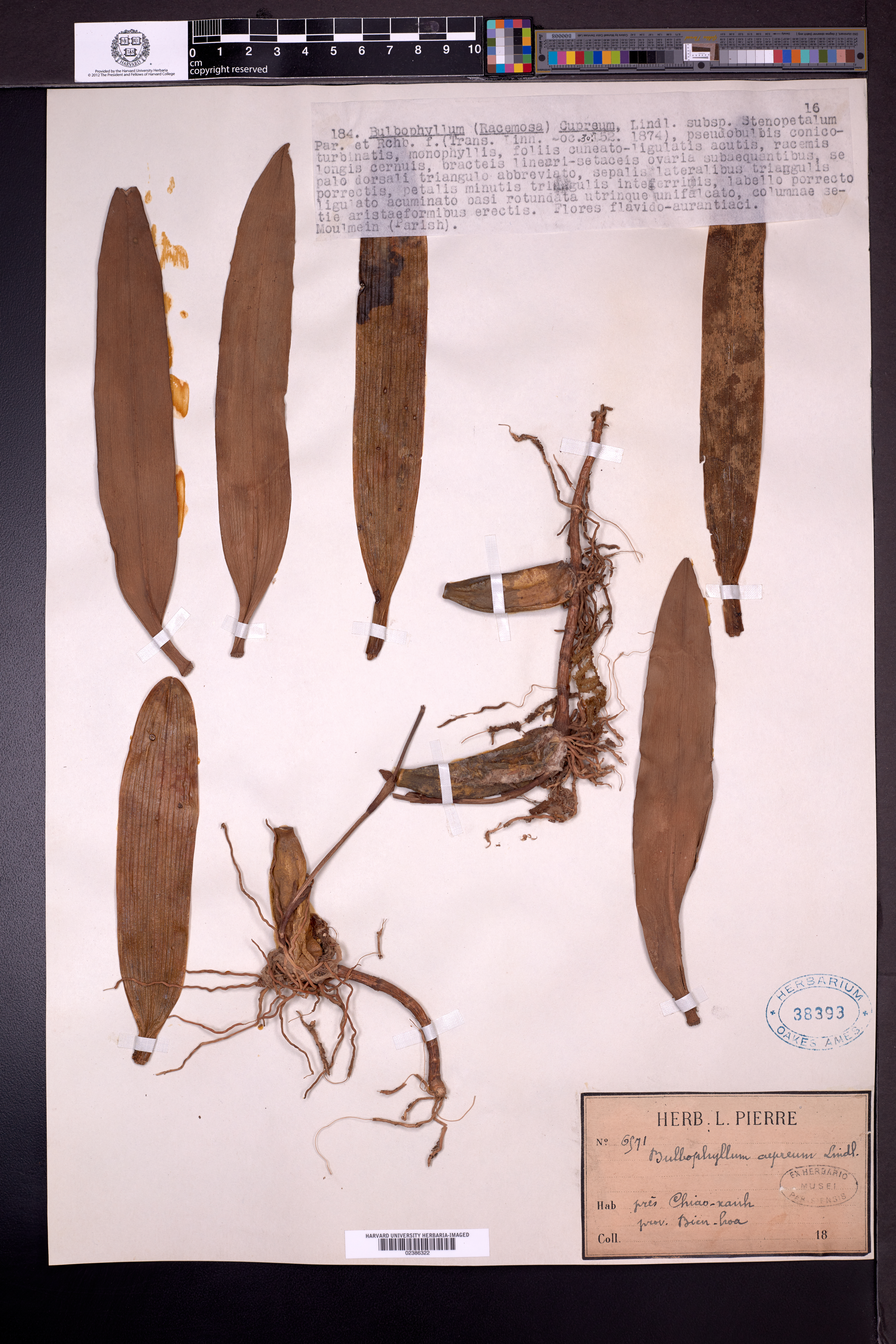 Bulbophyllum cupreum — ảnh 3