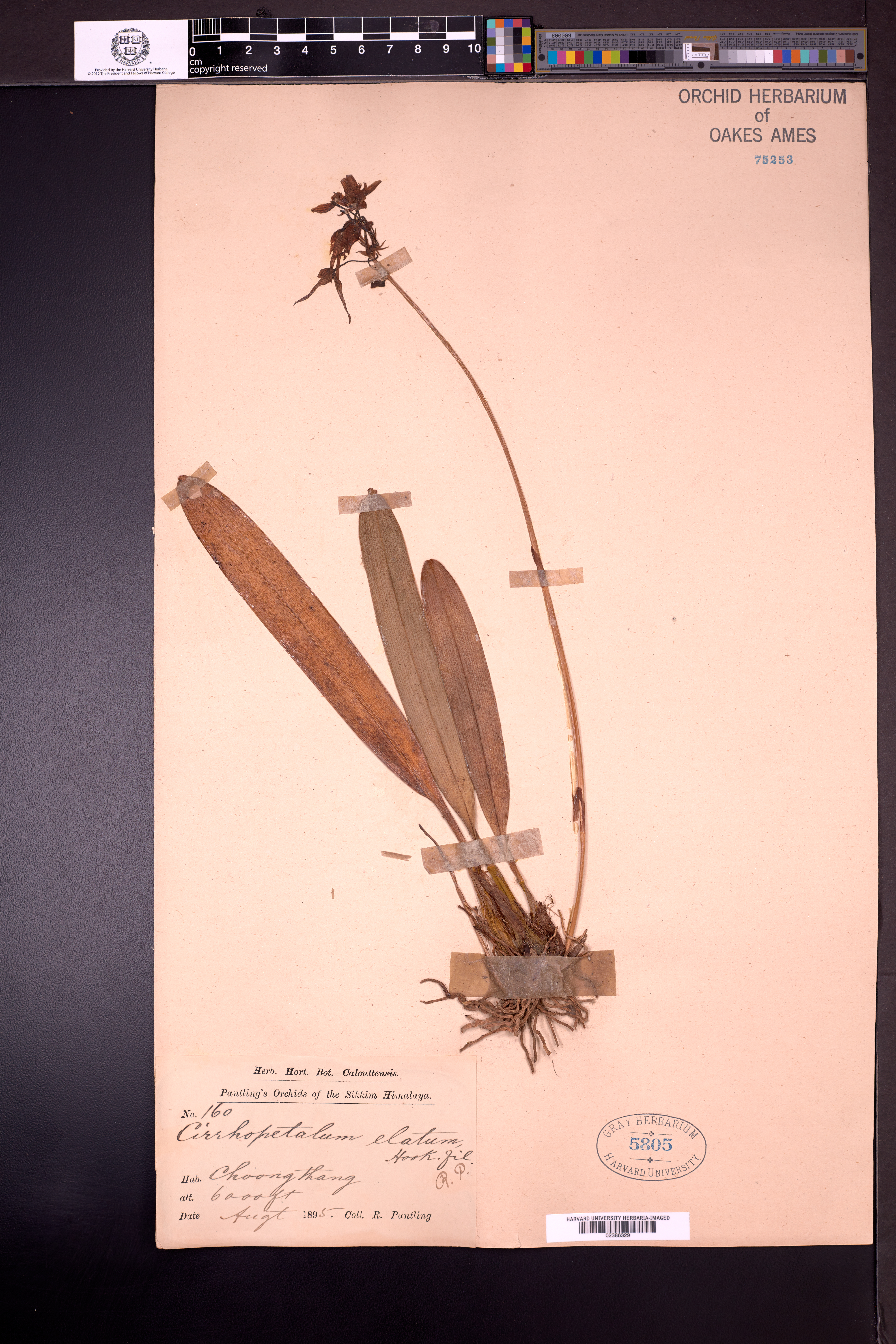 Bulbophyllum elatum (Bulbophyllum elatum)