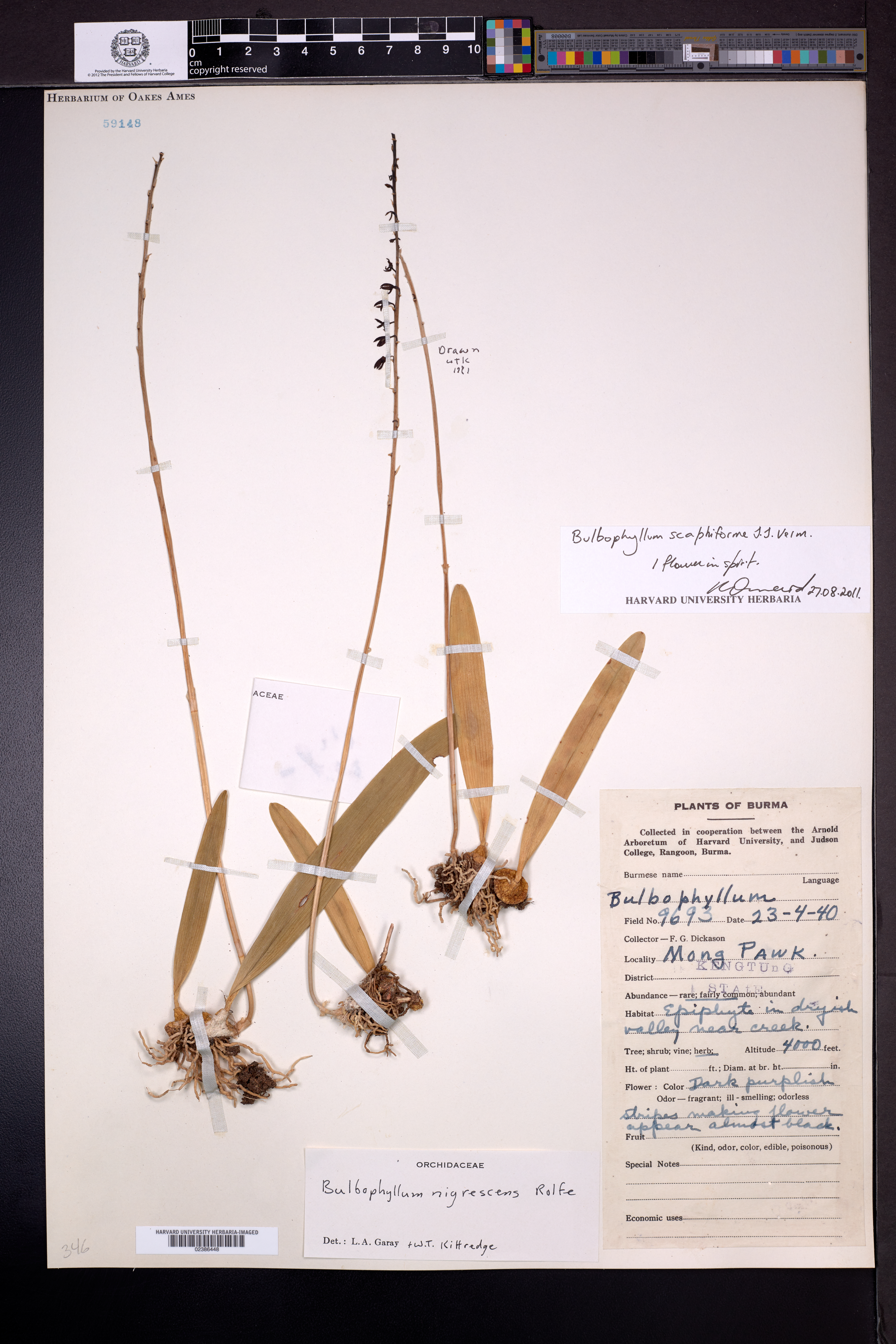 Bulbophyllum scaphiforme (Bulbophyllum scaphiforme)