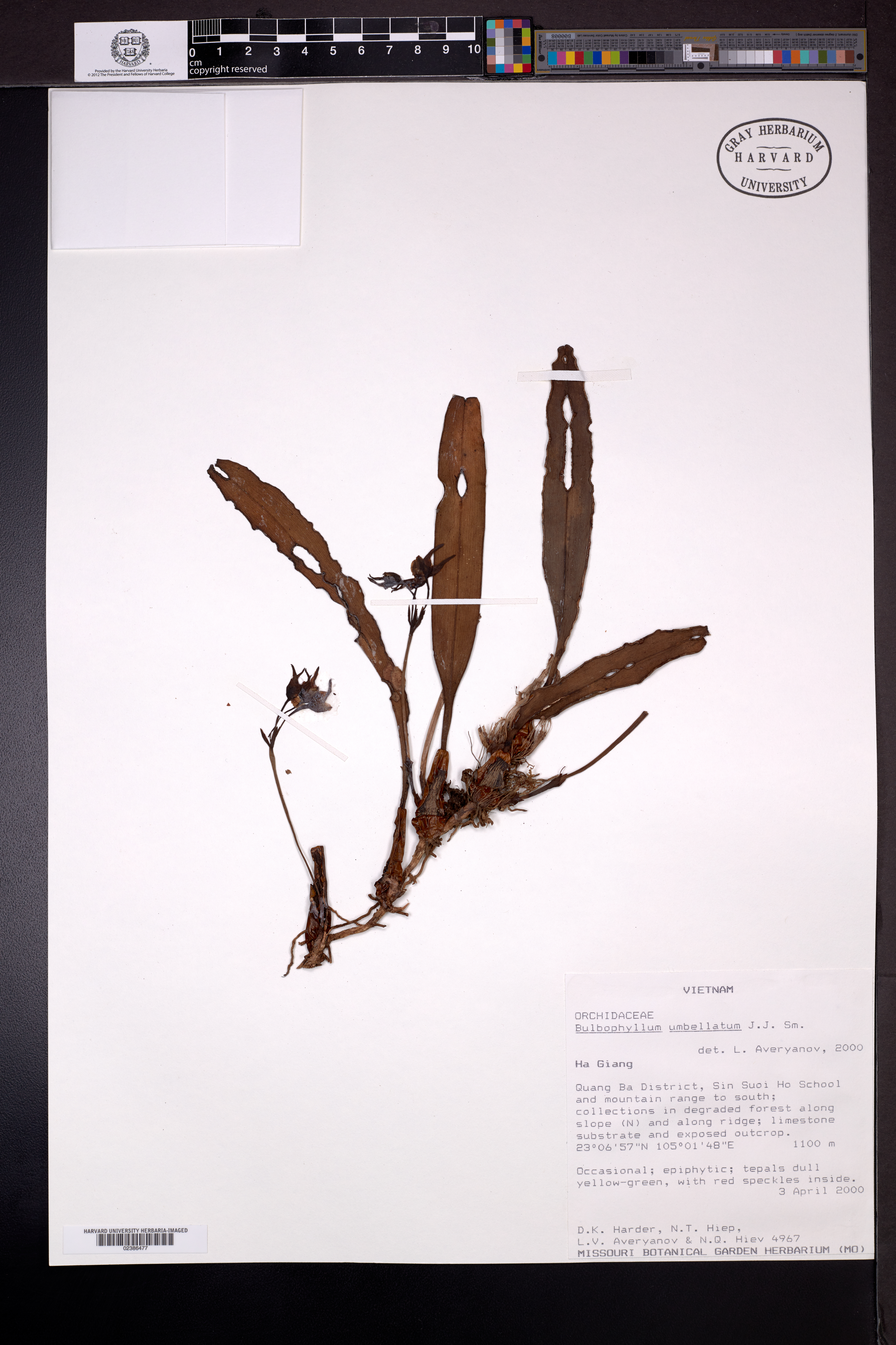 Bulbophyllum umbellatum — ảnh 2