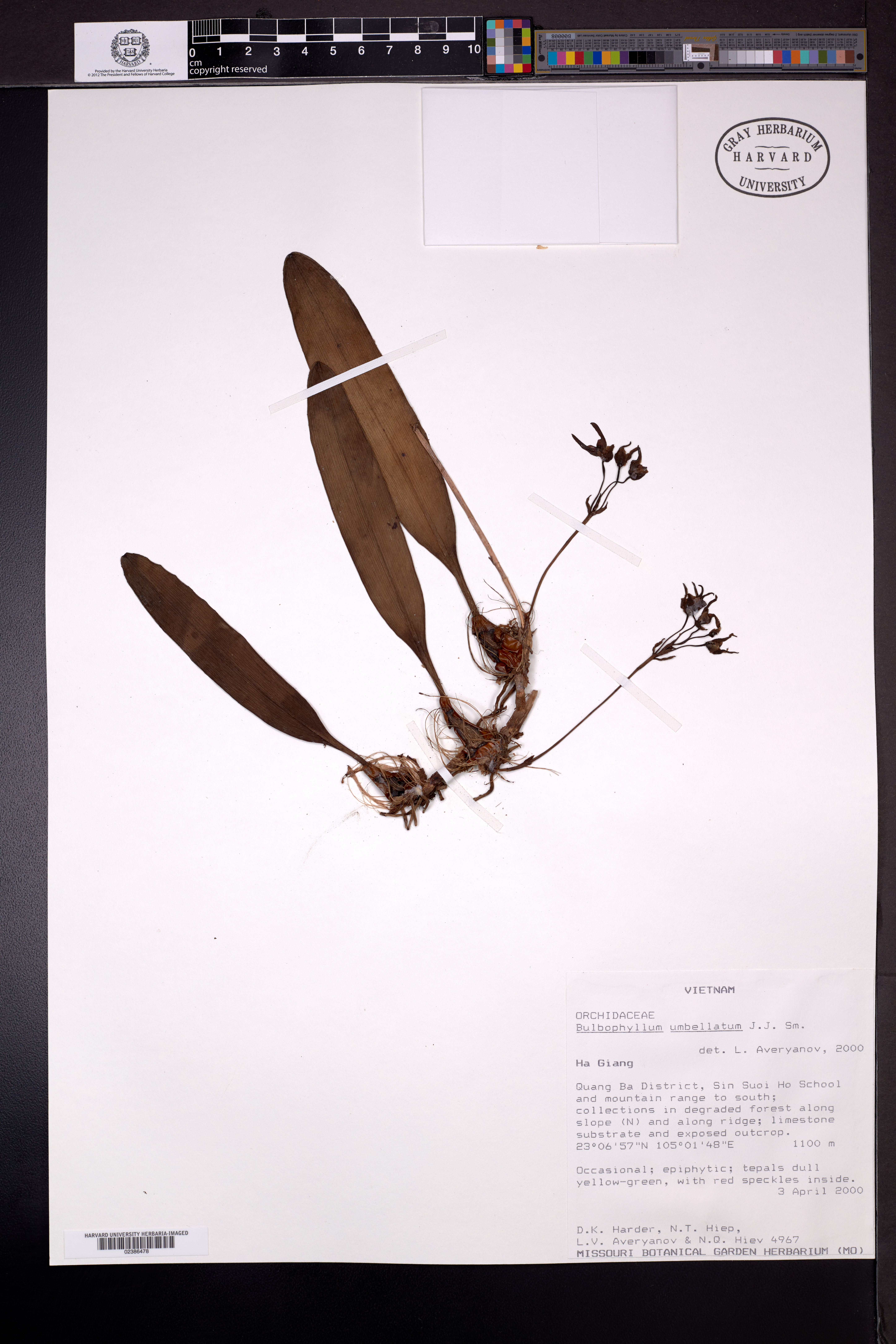 Bulbophyllum umbellatum (Bulbophyllum umbellatum)