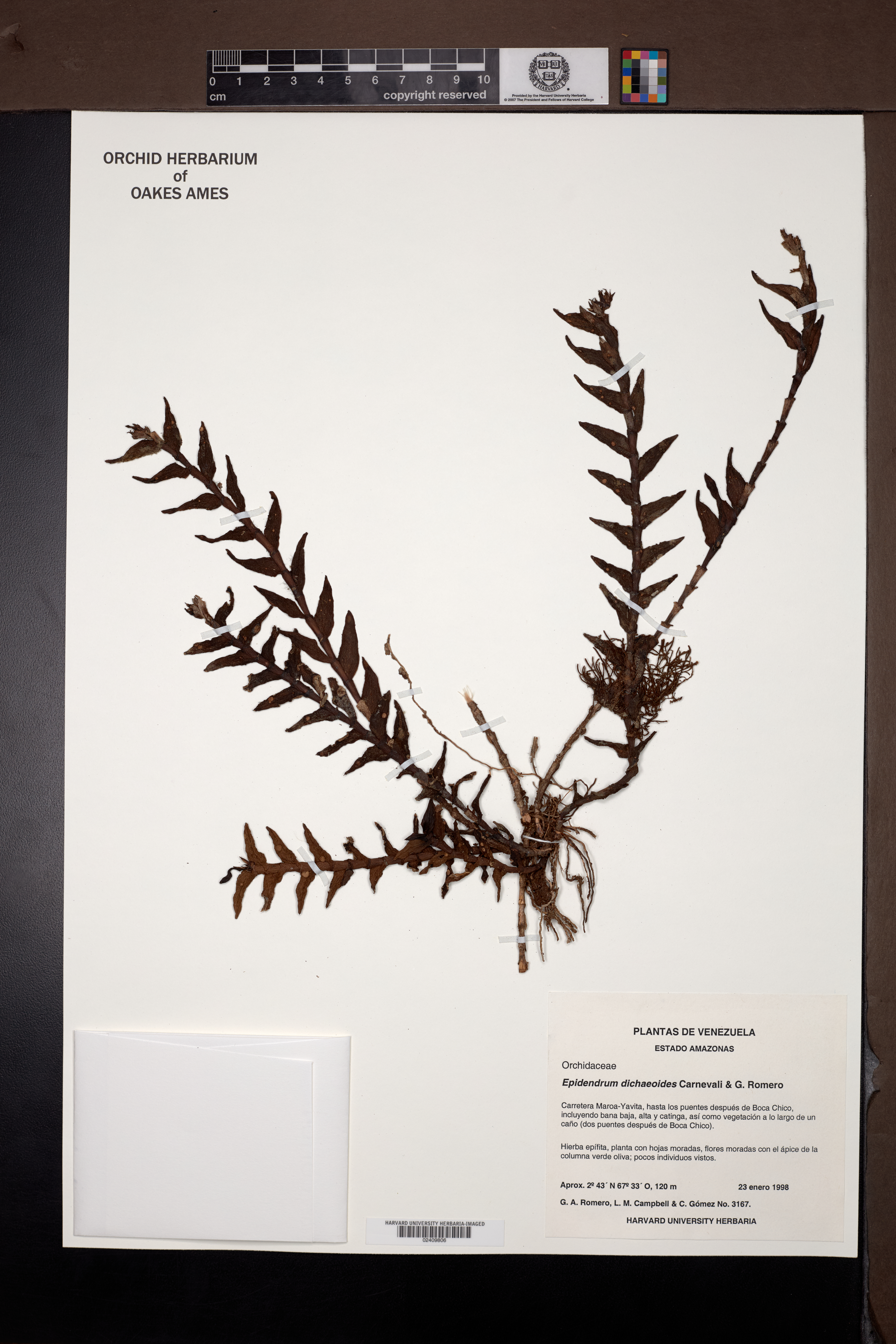 Epidendrum dichaeoides Carnevali & G.A.Romero