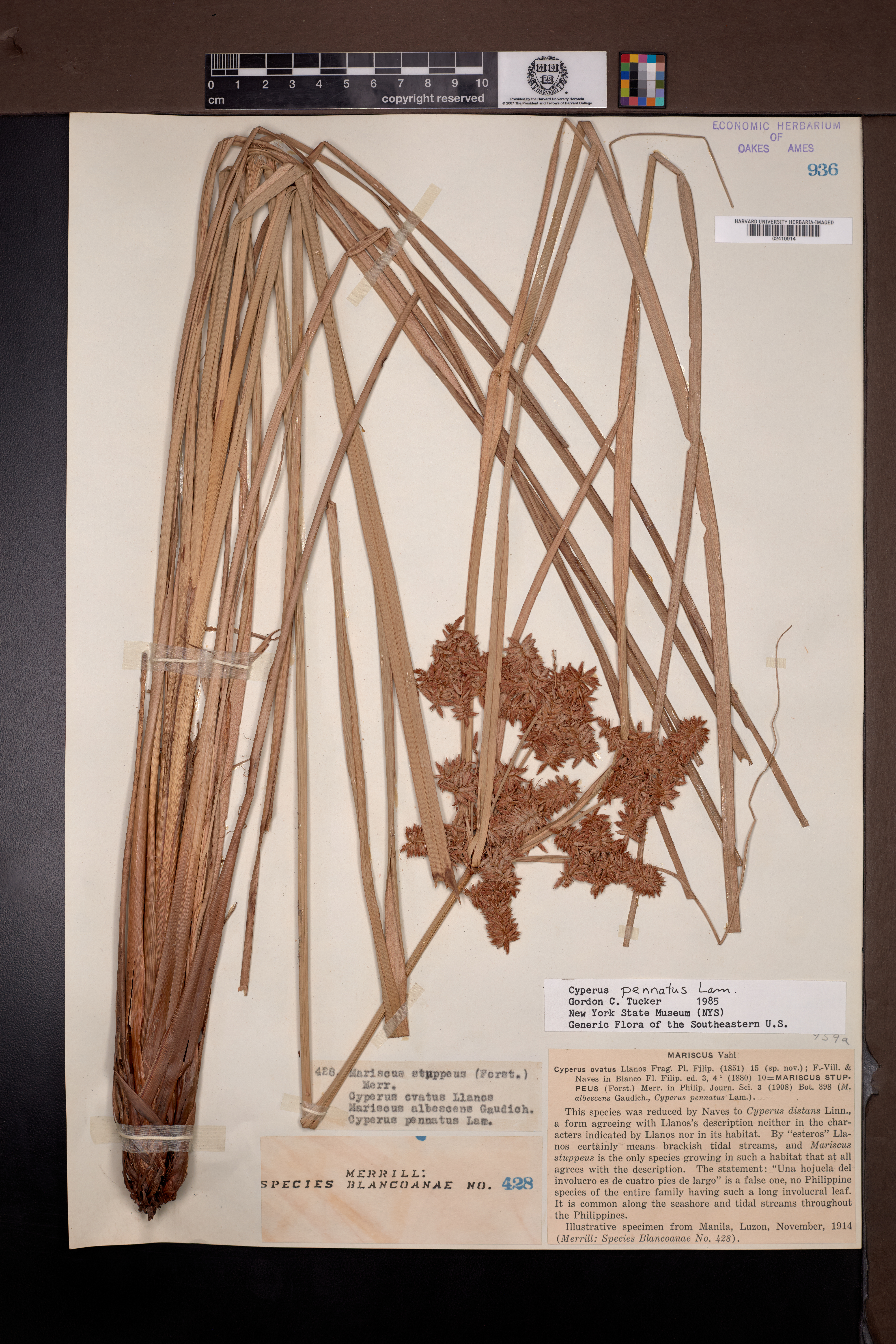 Cyperus pennatus (Cyperus pennatus)
