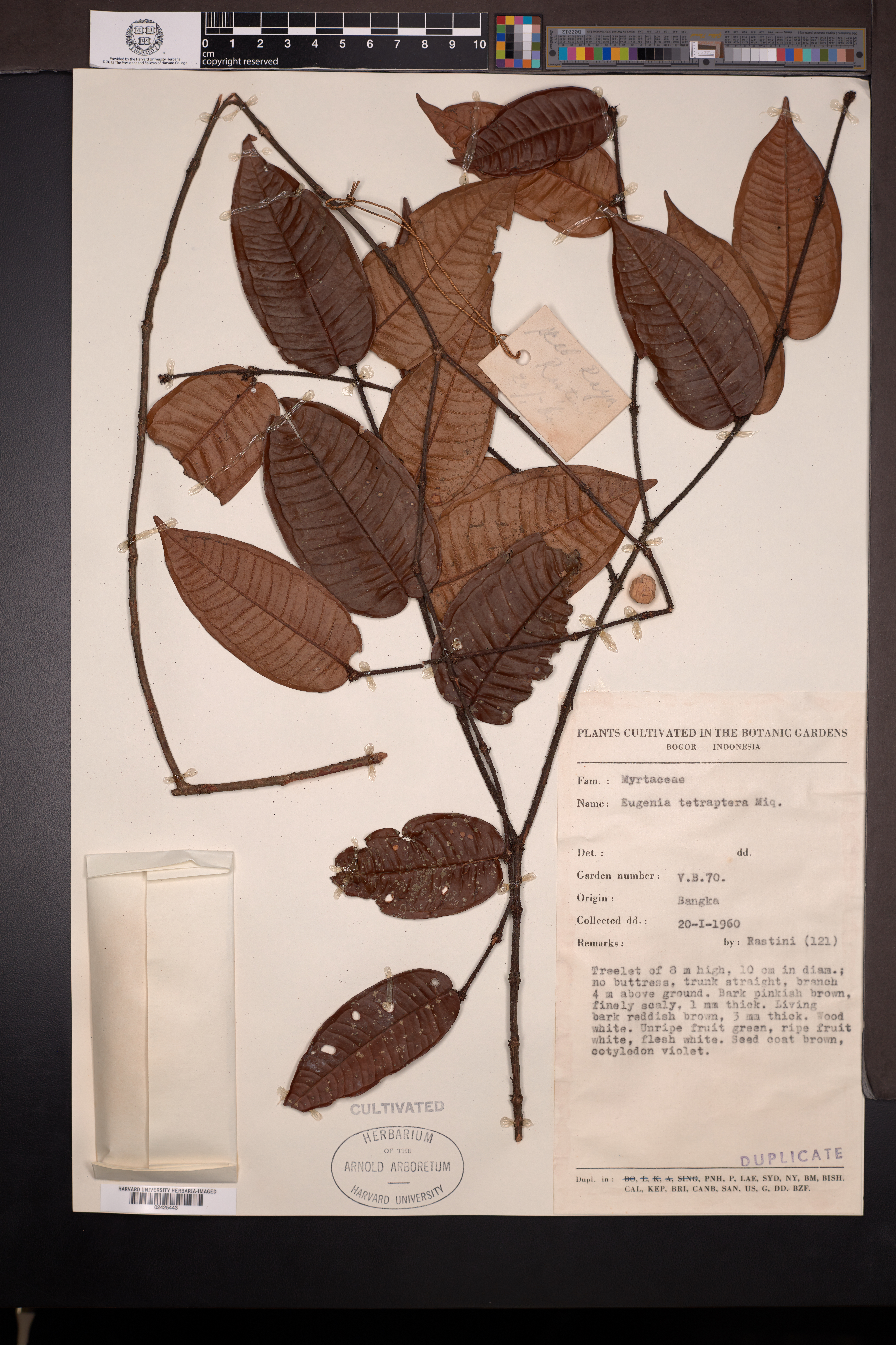Syzygium tetrapterum