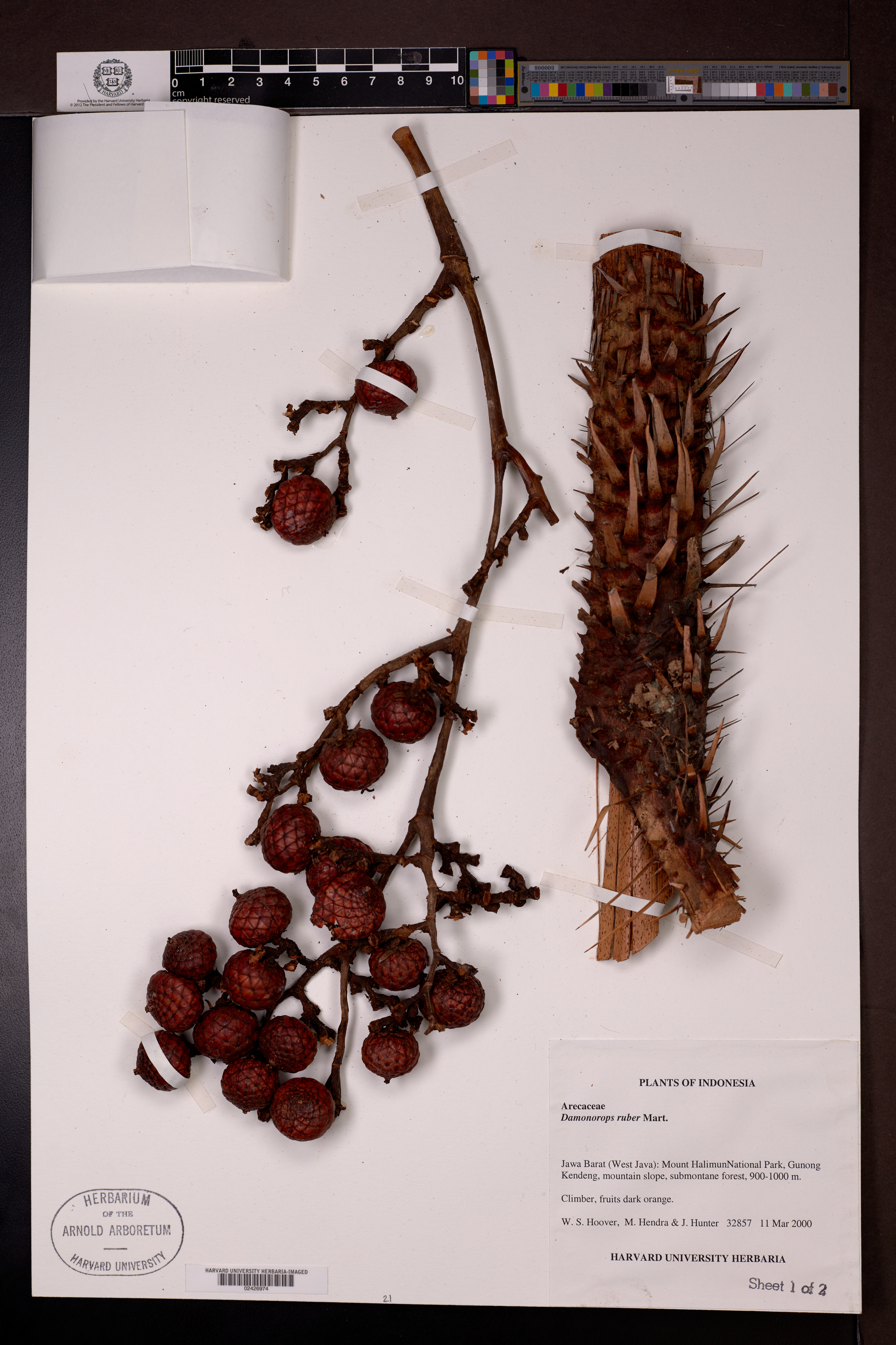 Calamus ruber