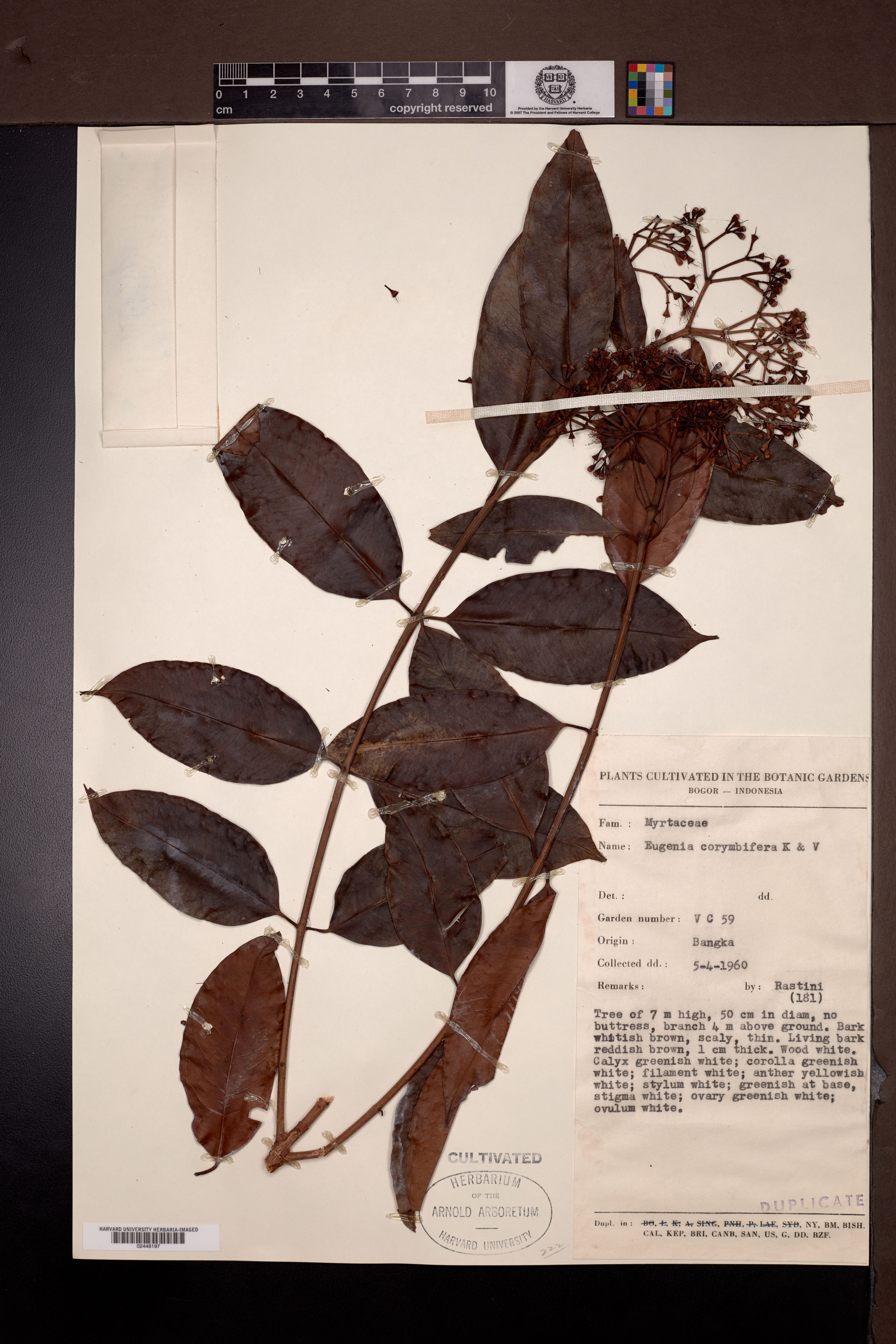 Syzygium corymbosum