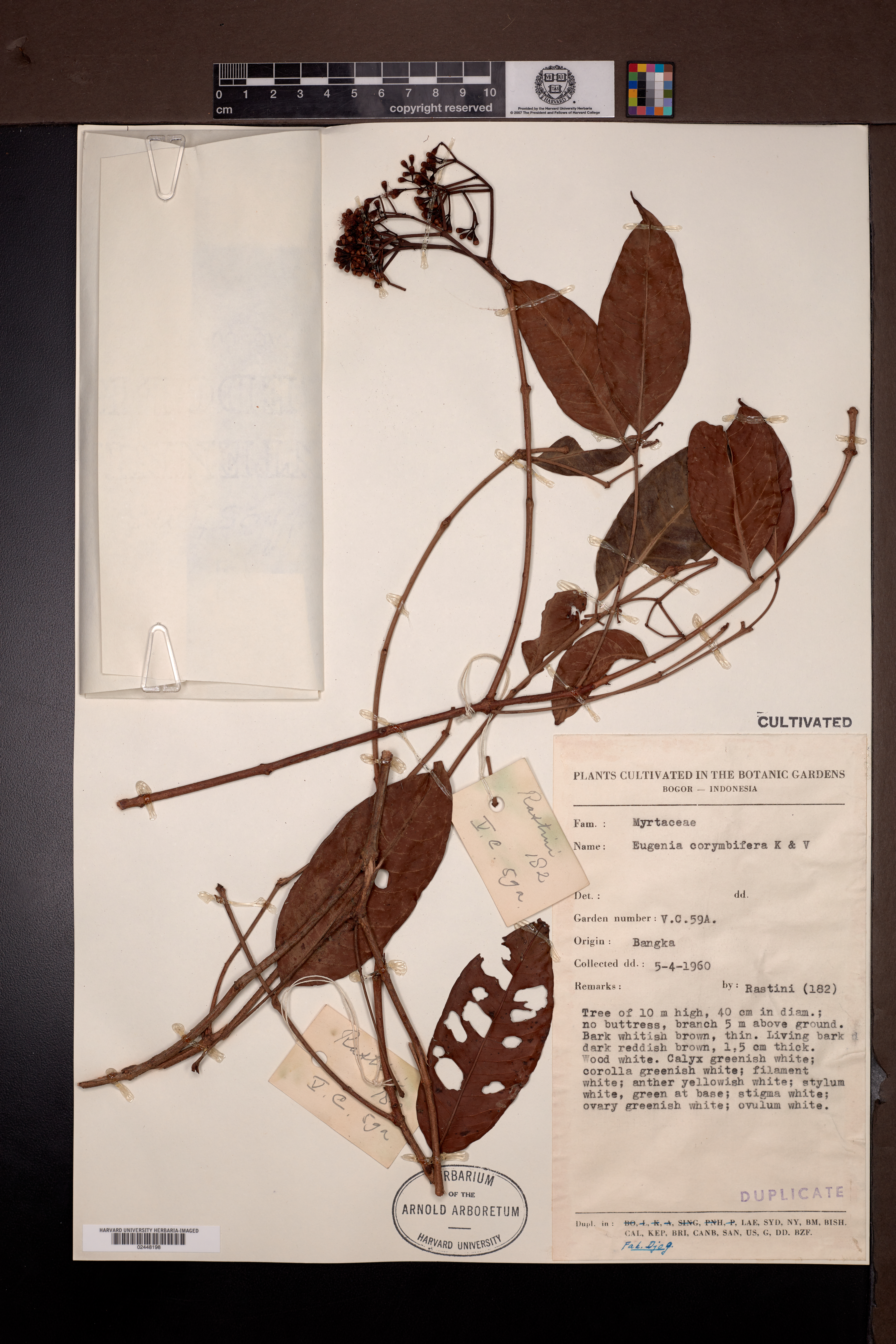 Syzygium corymbosum