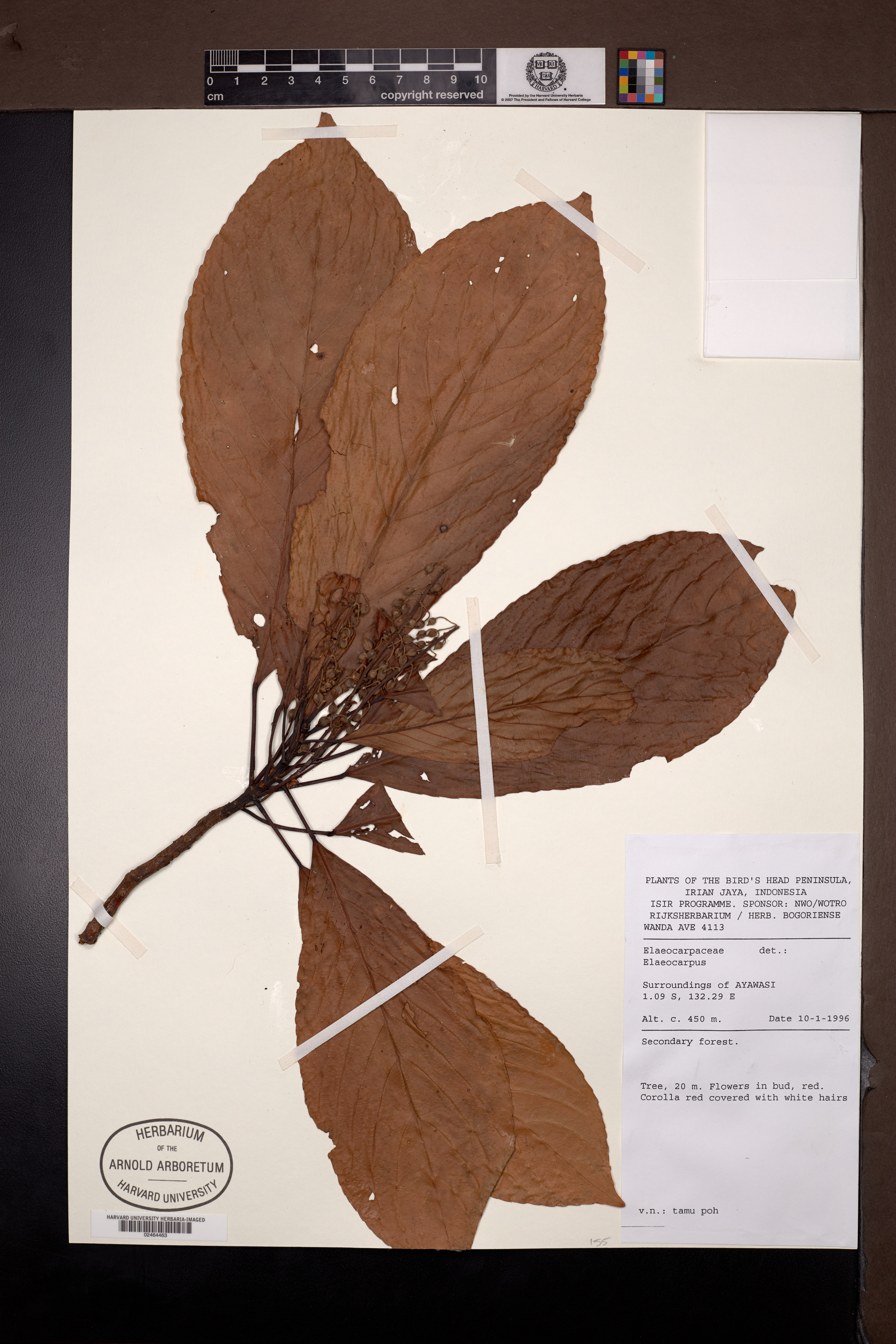 Elaeocarpus L.