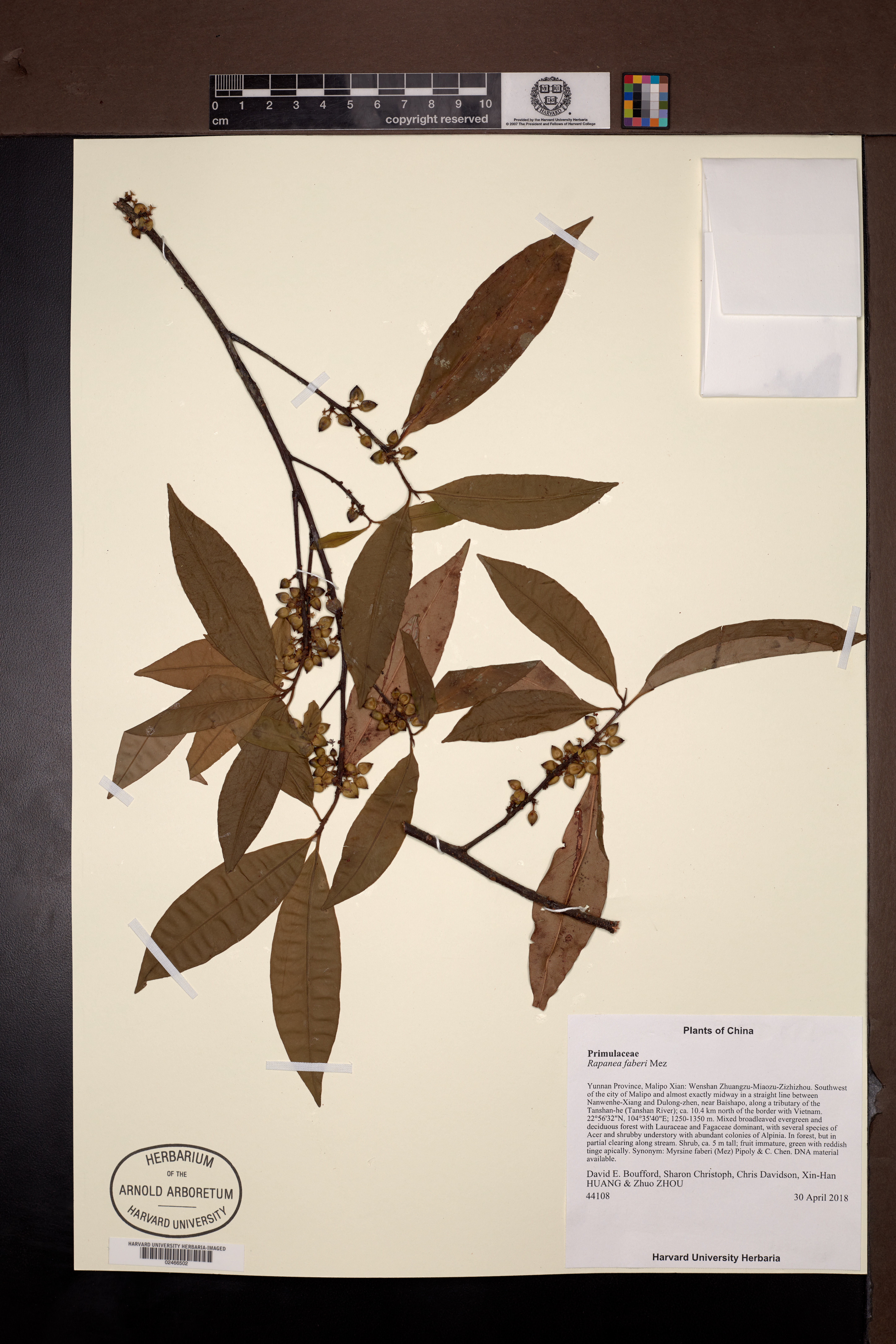 Myrsine faberi (Myrsine faberi)