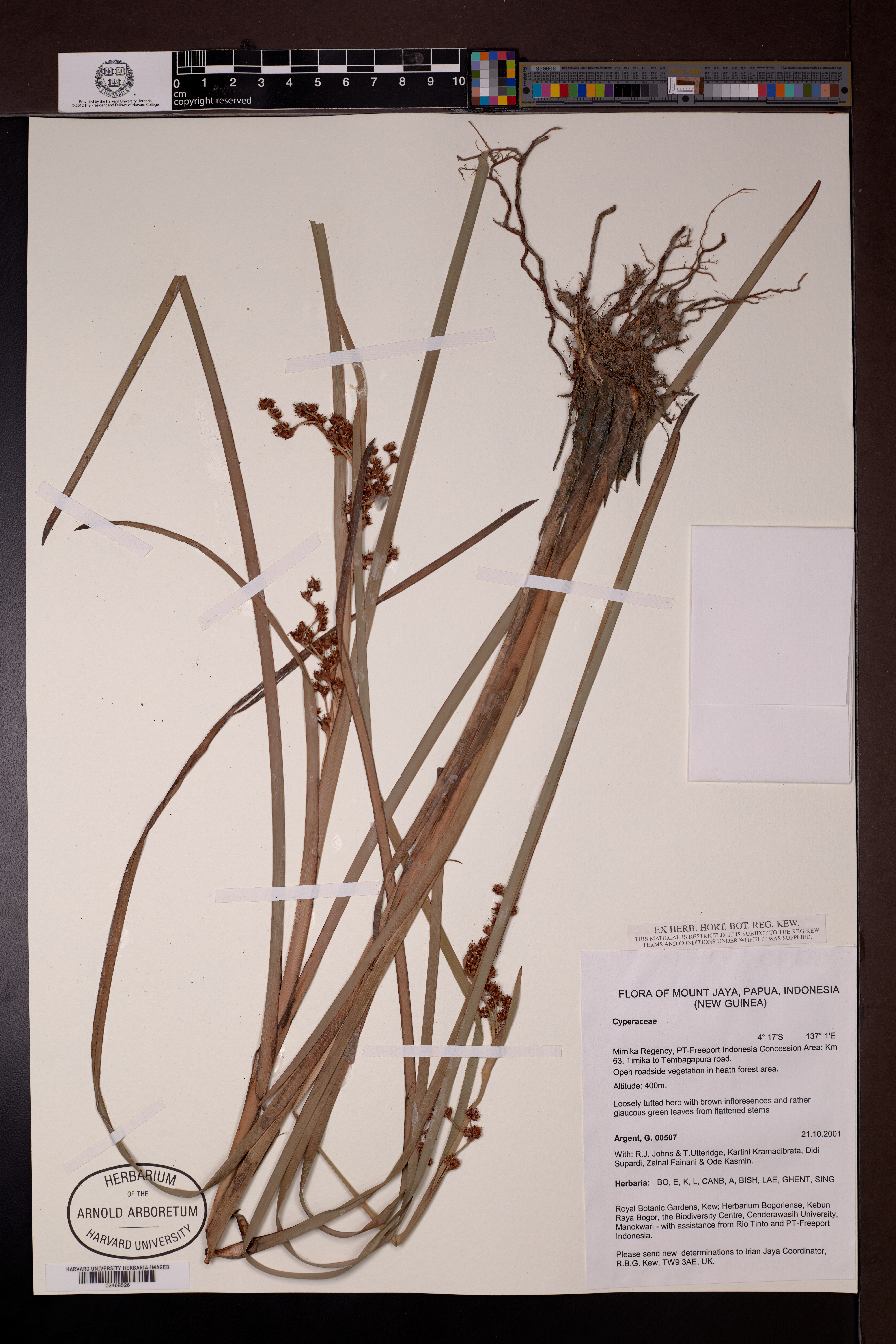 Cyperaceae