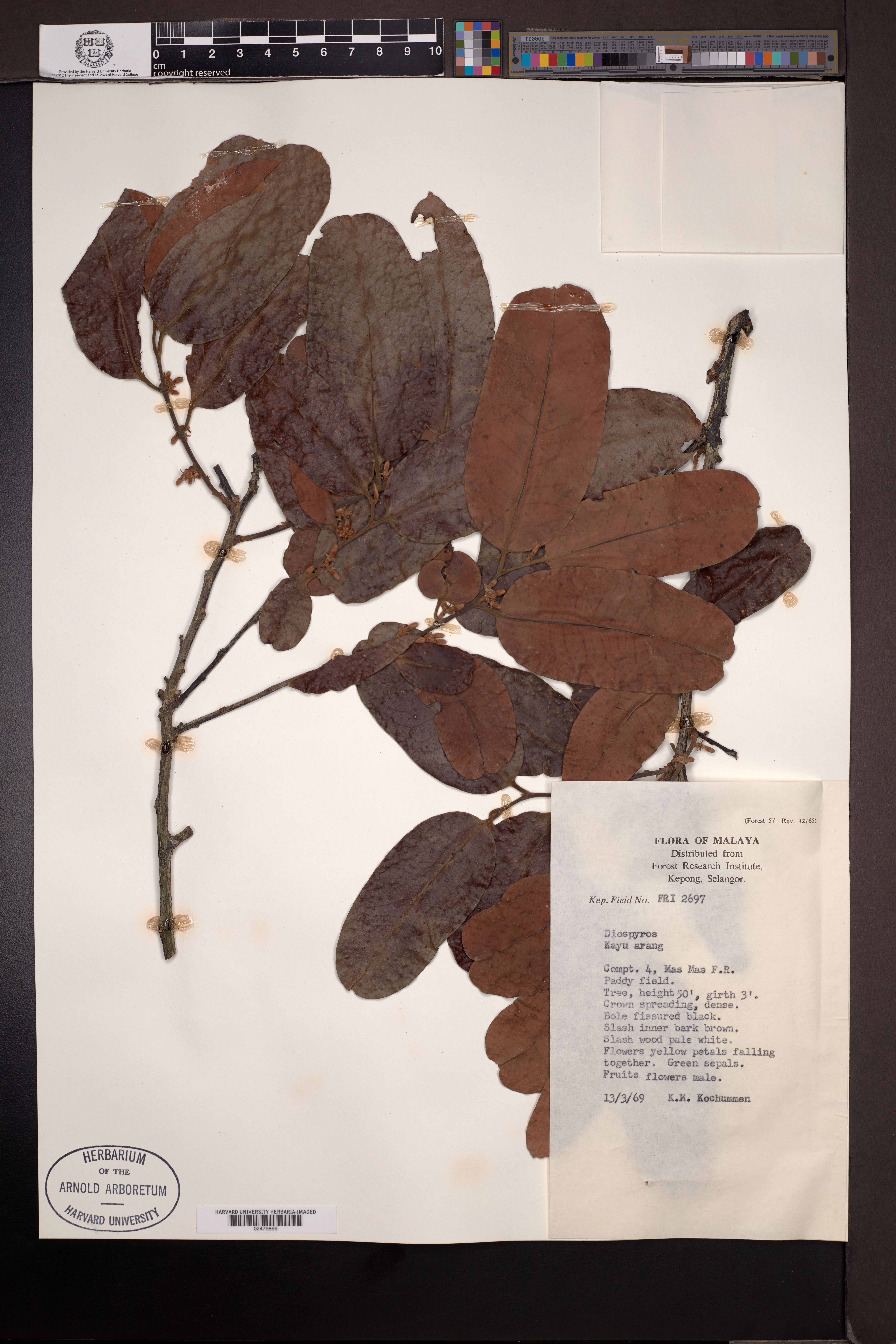 Diospyros L.
