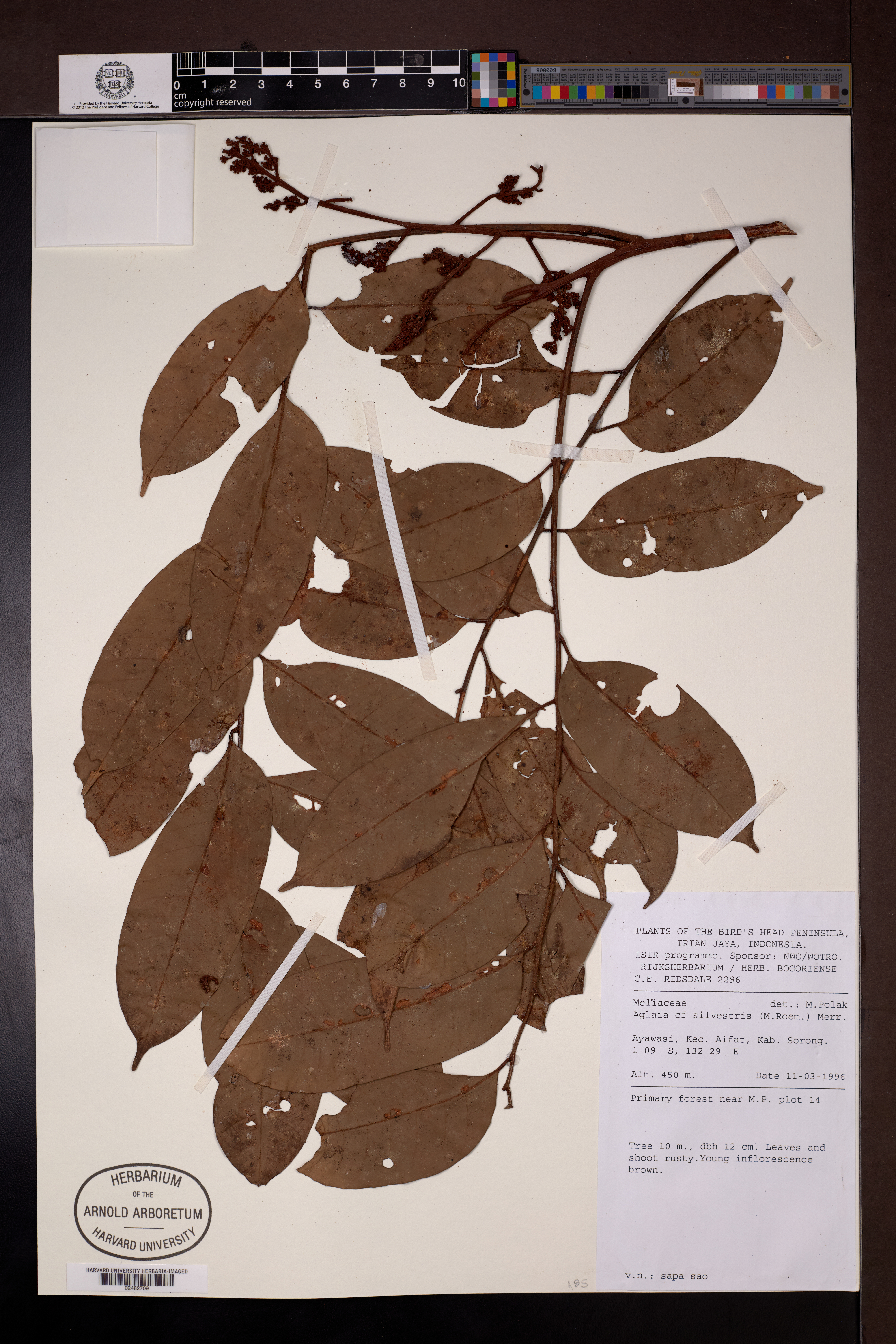 Aglaia silvestris