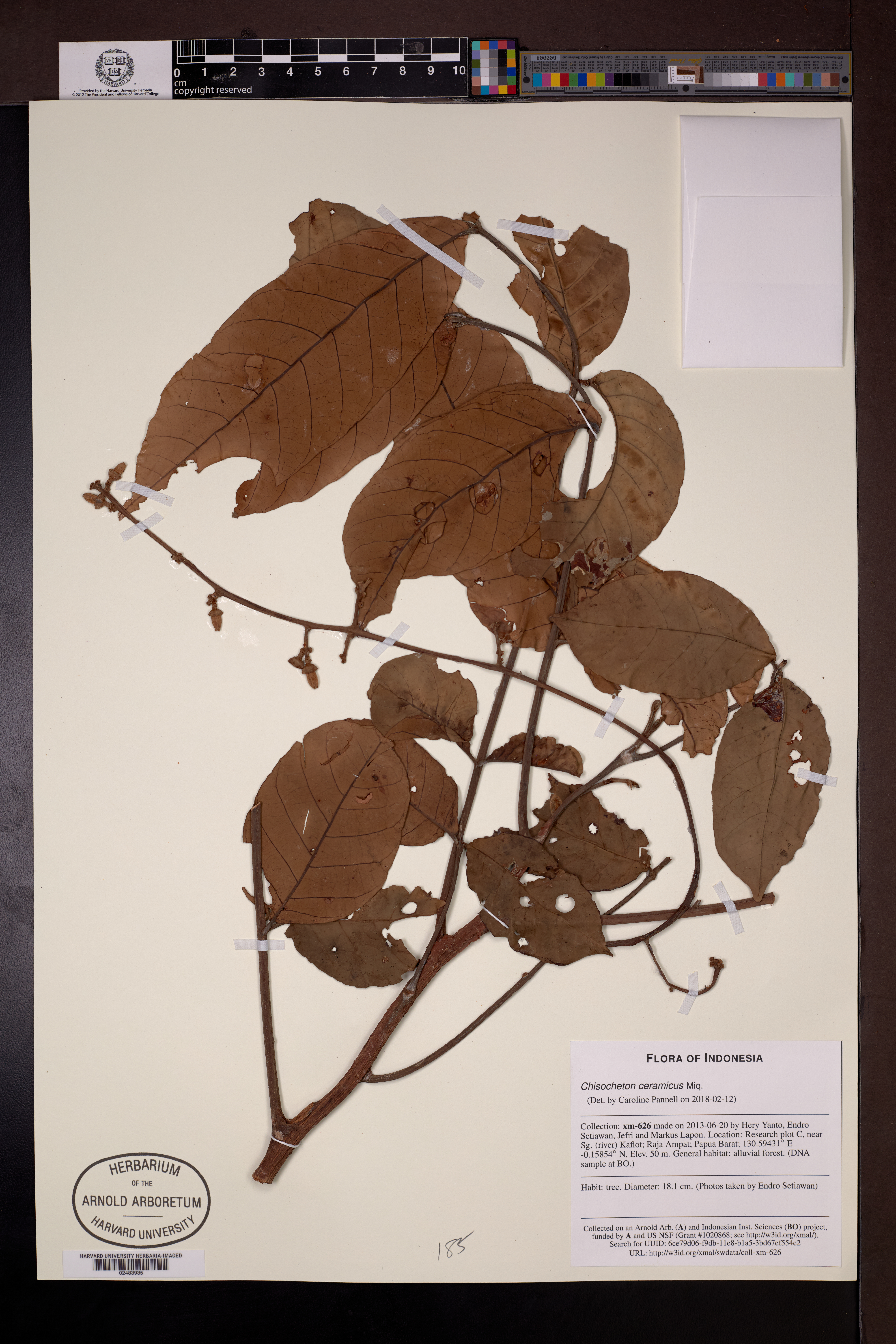 Chisocheton ceramicus