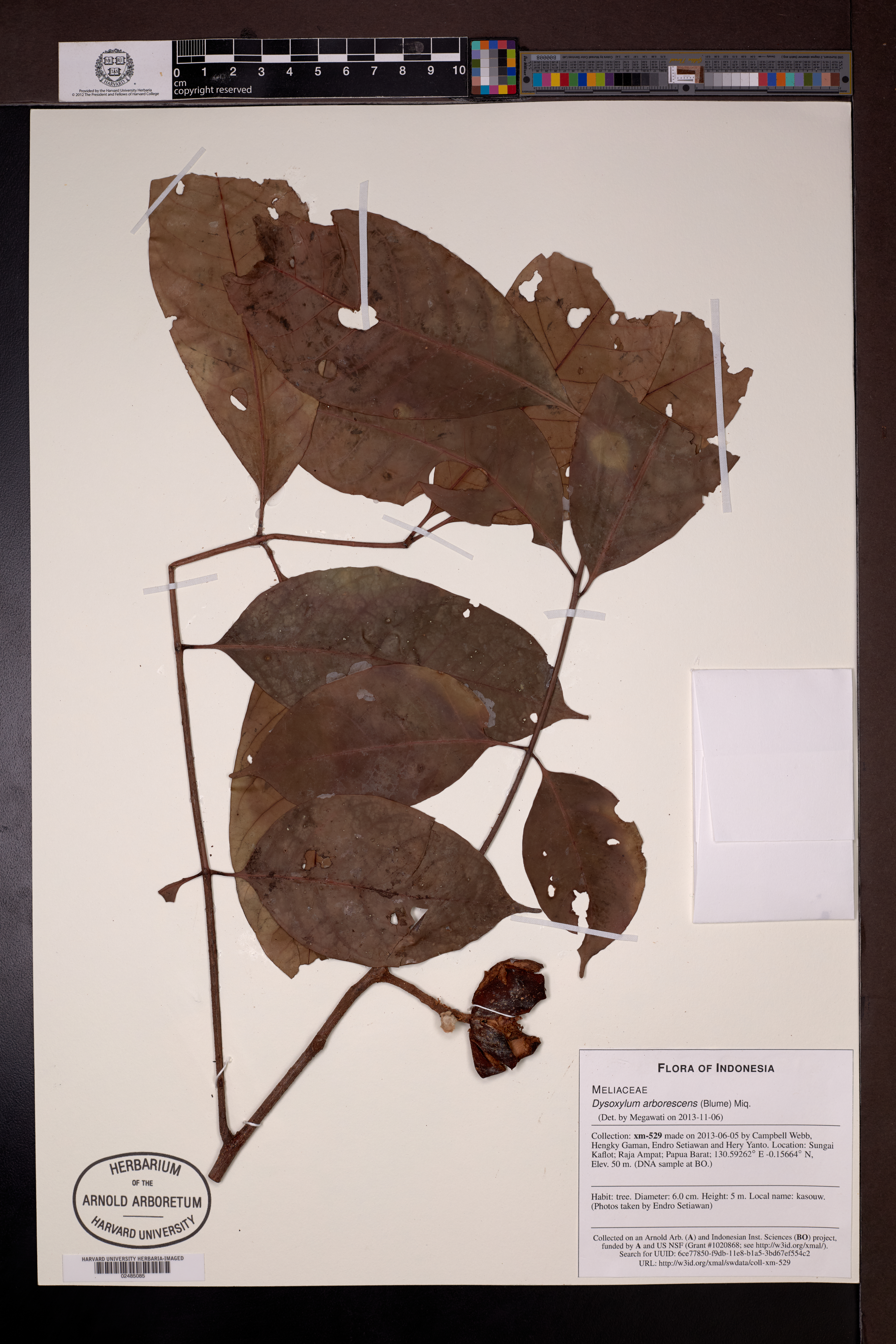 Goniocheton arborescens