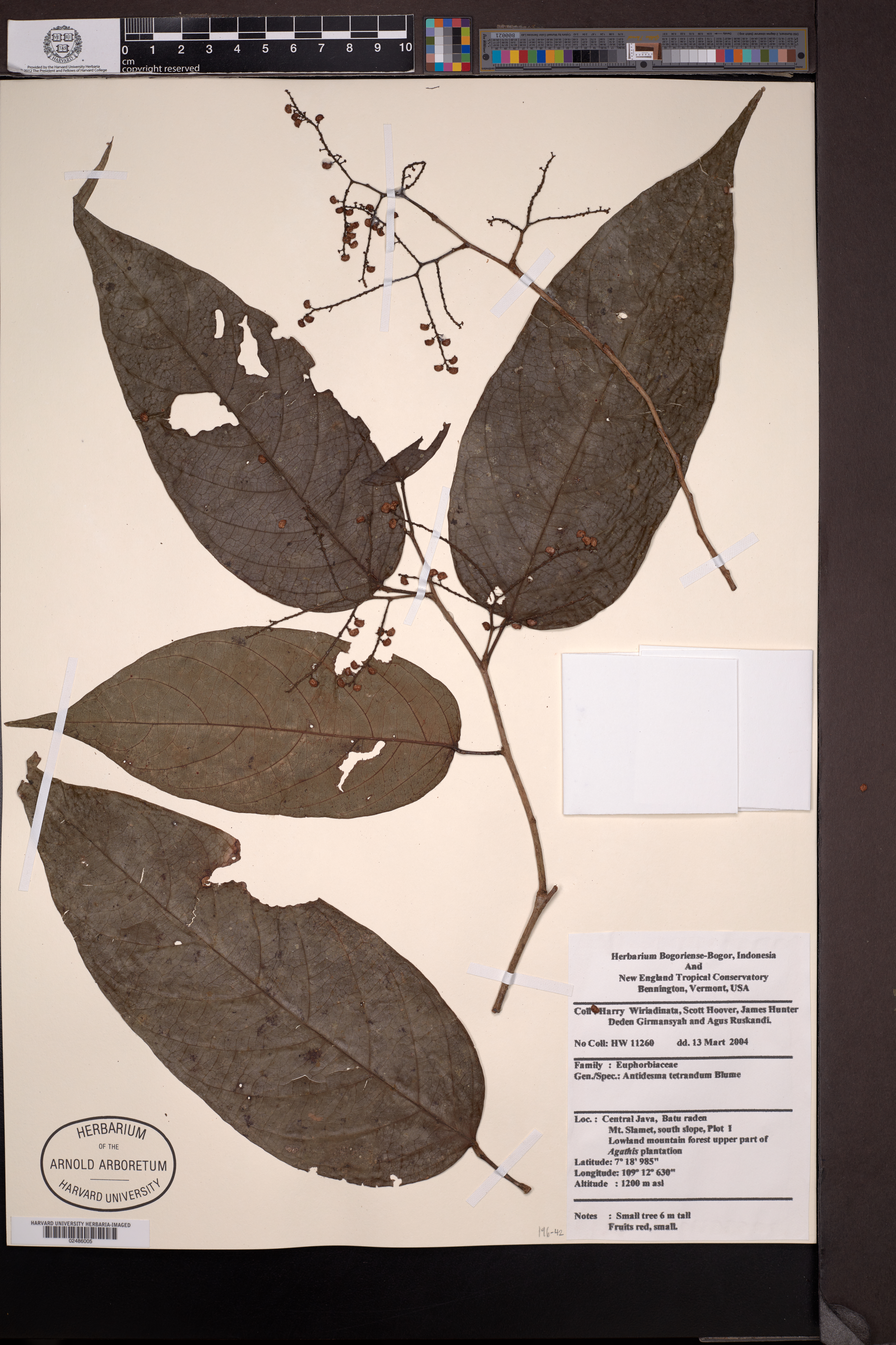 Antidesma tetrandrum