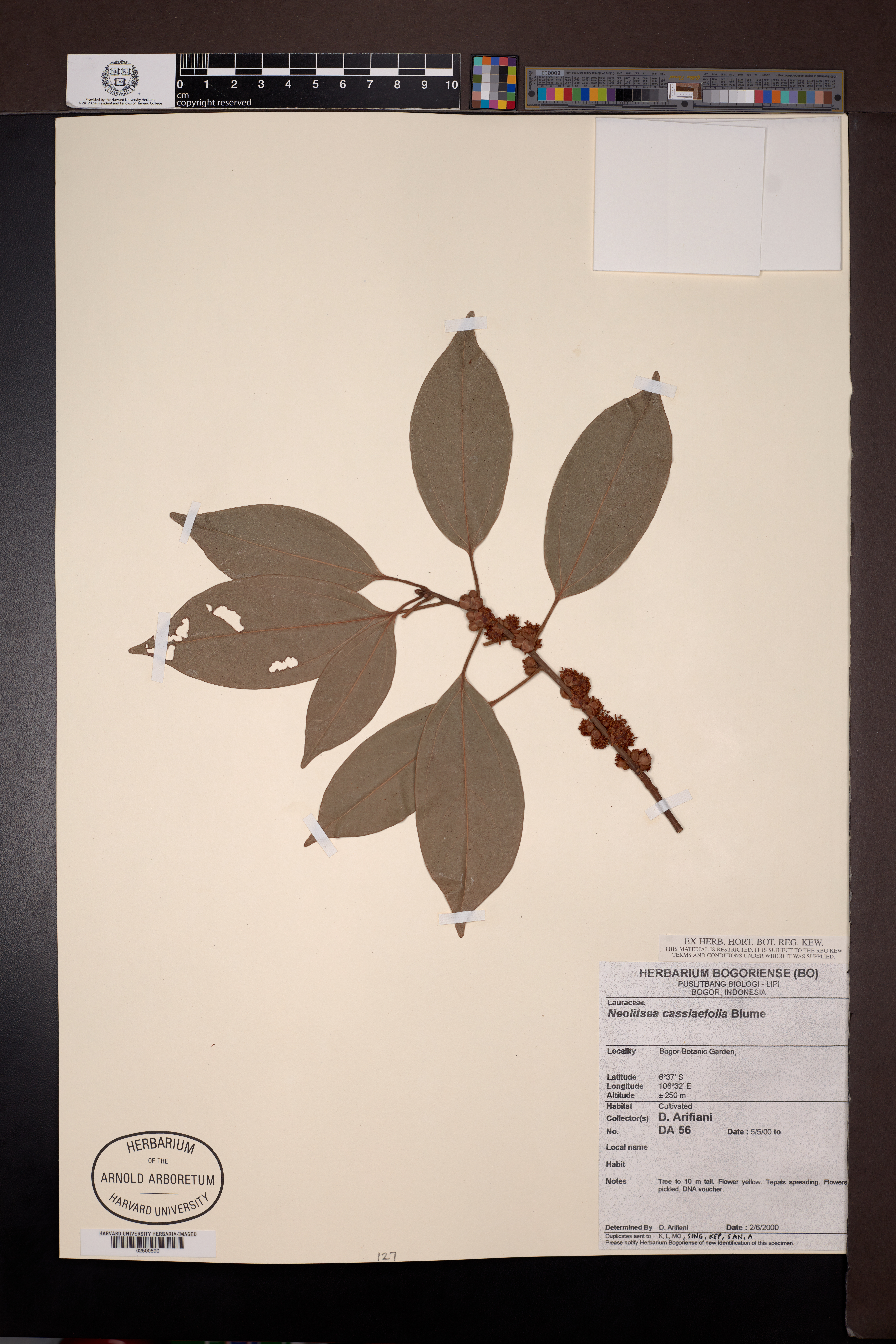 Neolitsea cassiifolia